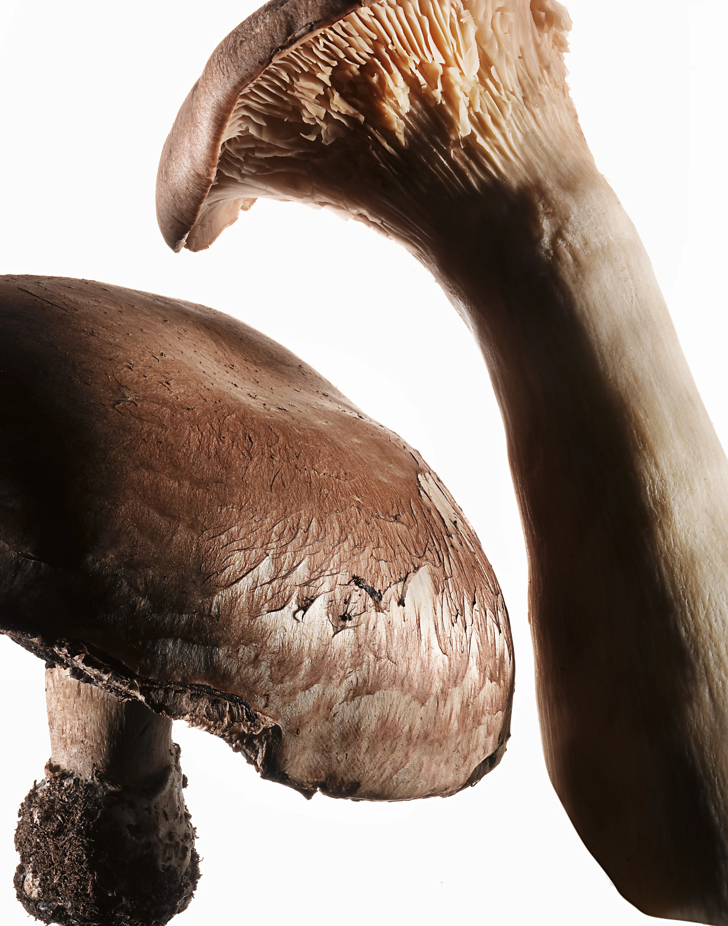 Mushroom_CFFS.jpg