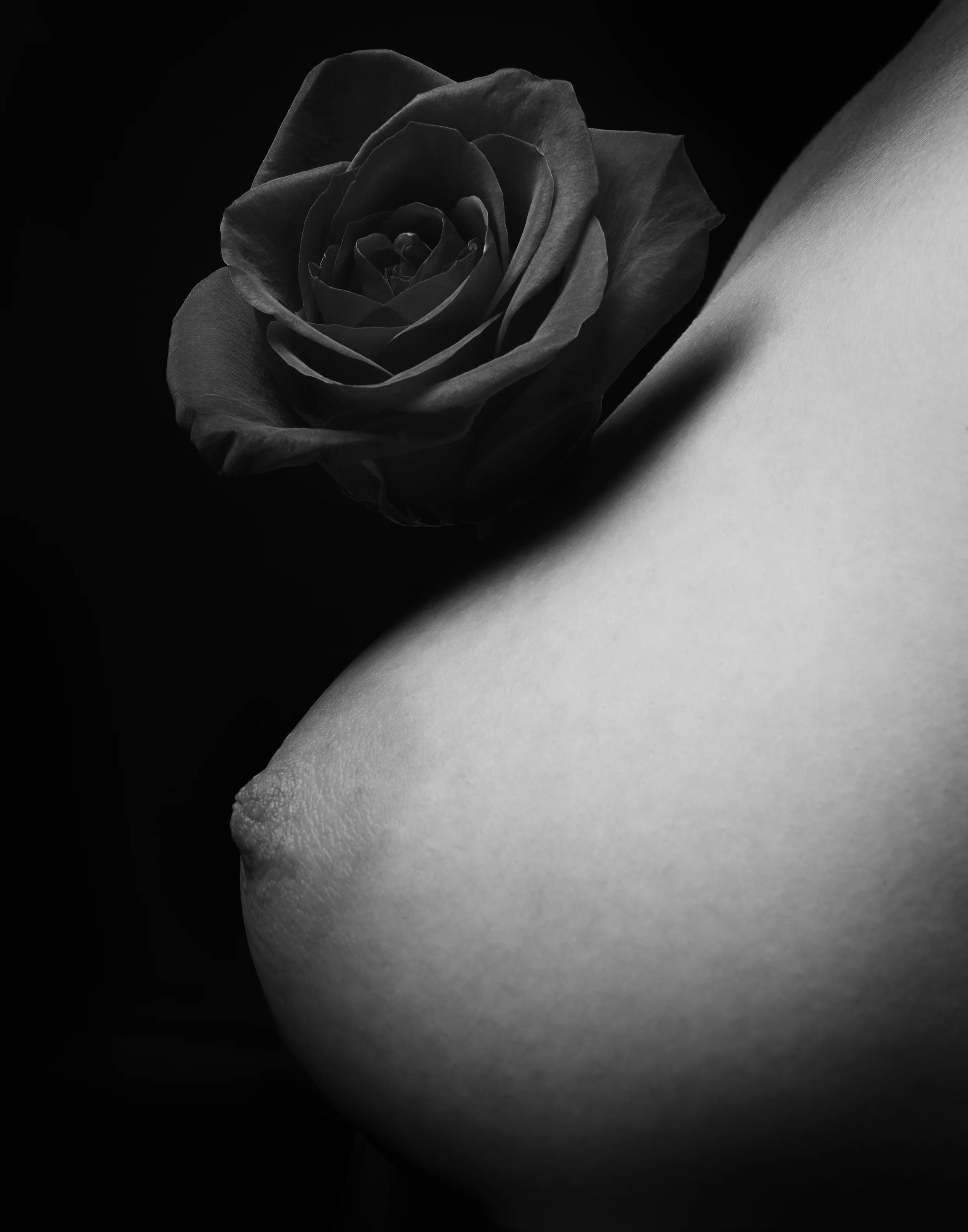 171027_Rose37815.jpg