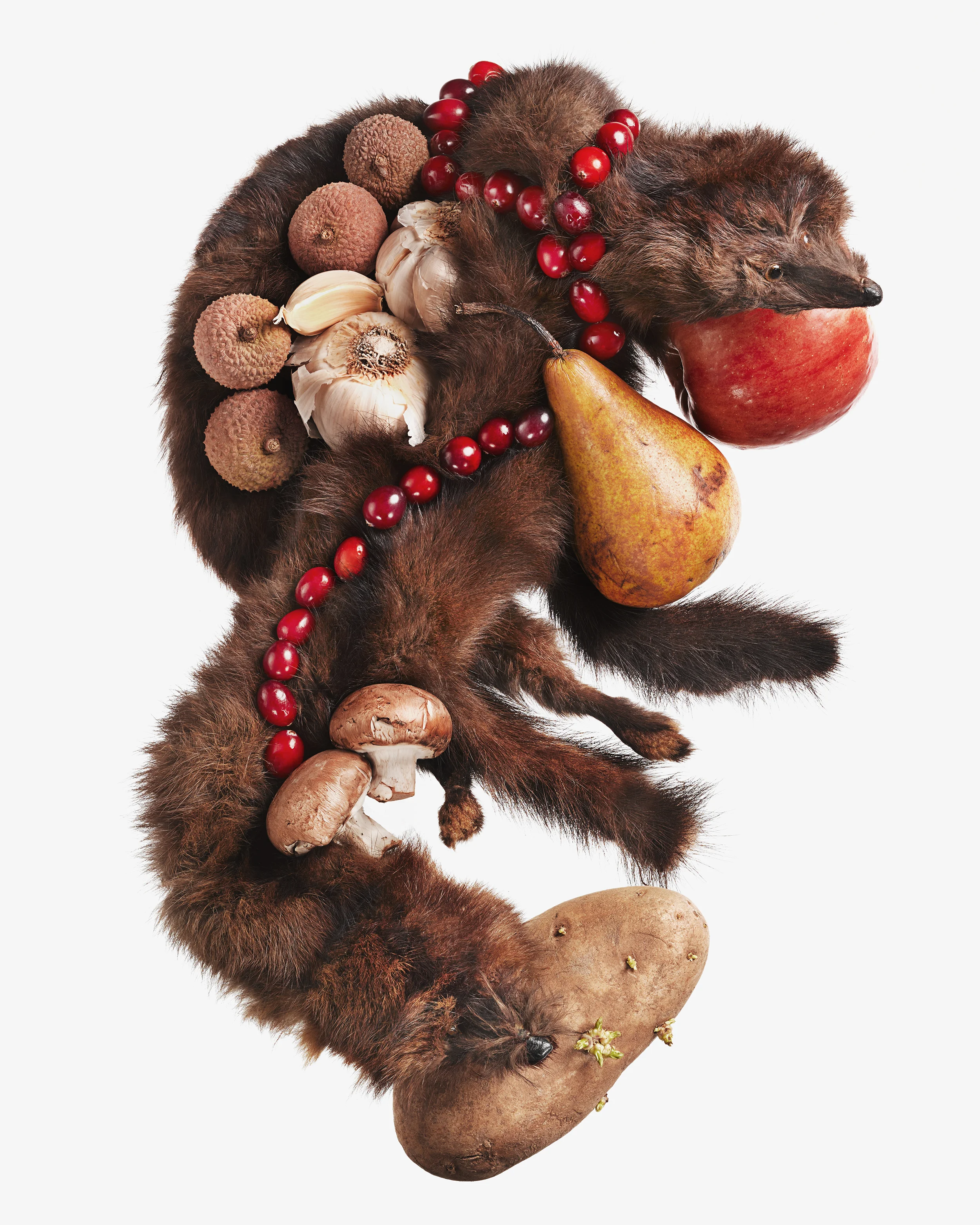 Animal-Food-01.jpg