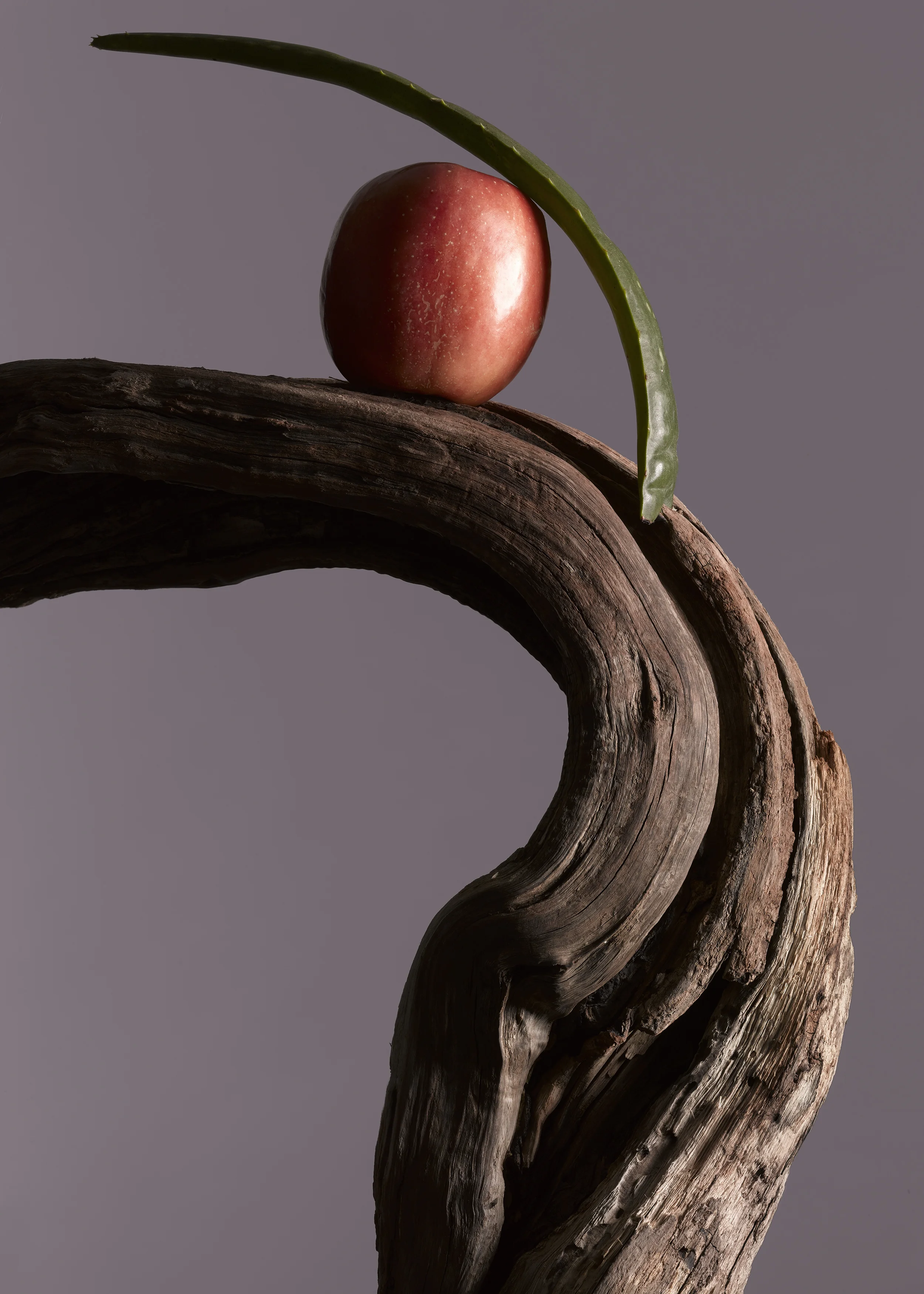 Apple-tree-A.jpg