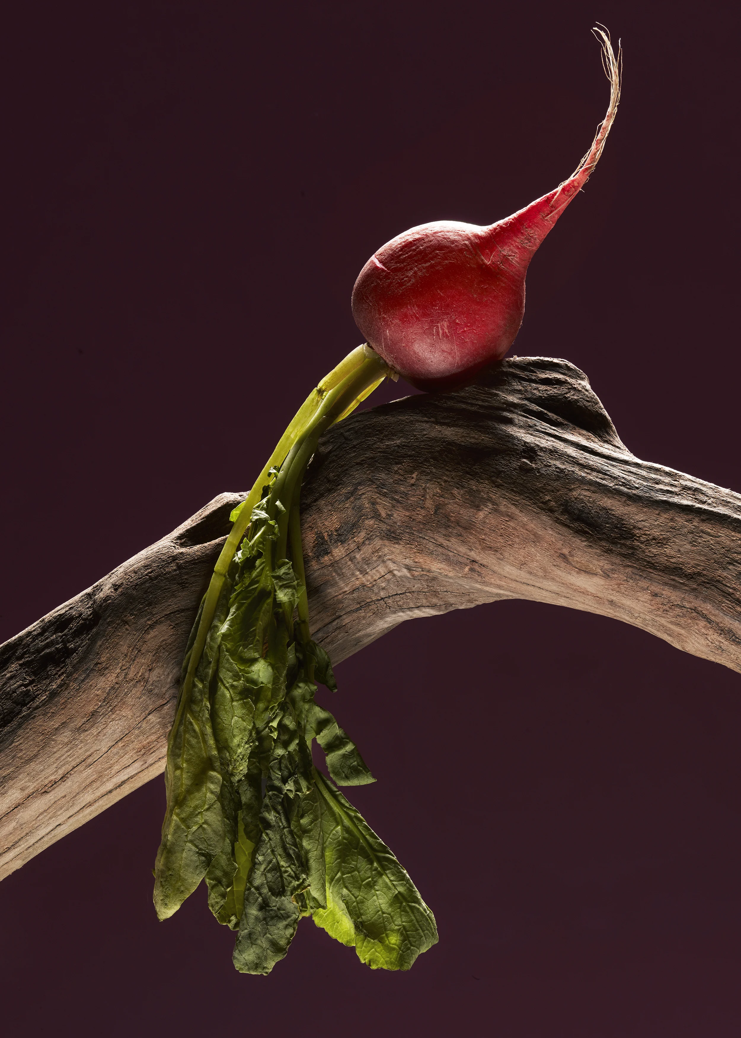 radish-A.jpg