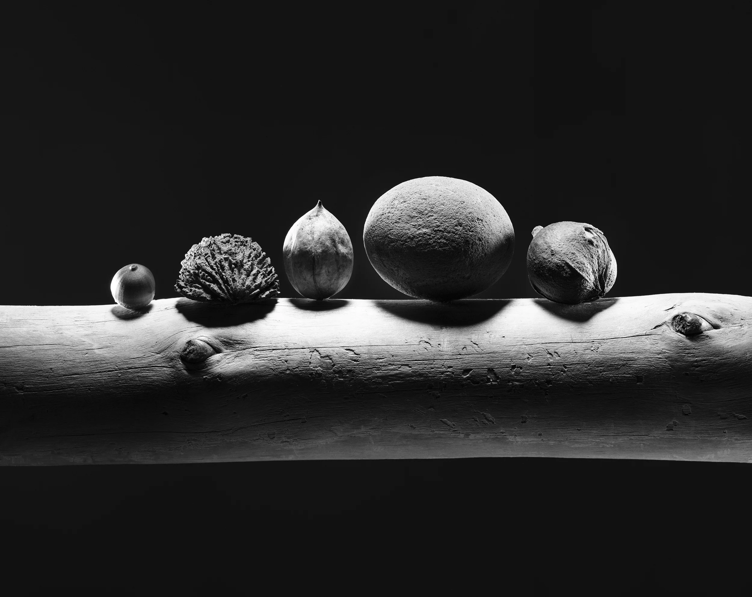 Nature_4x5_008.jpg