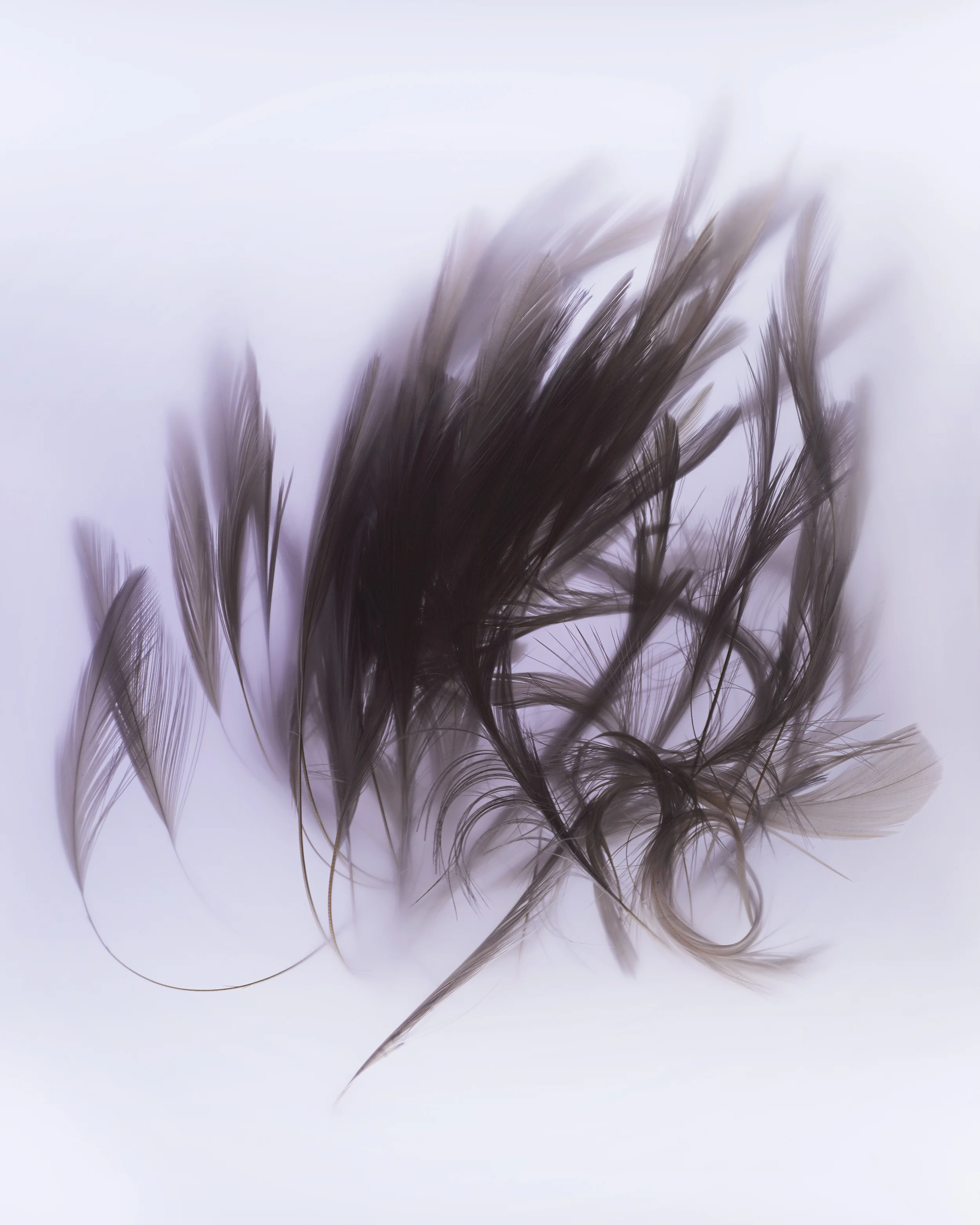 Abstract-Feather-Purple-WHT_FFS.jpg