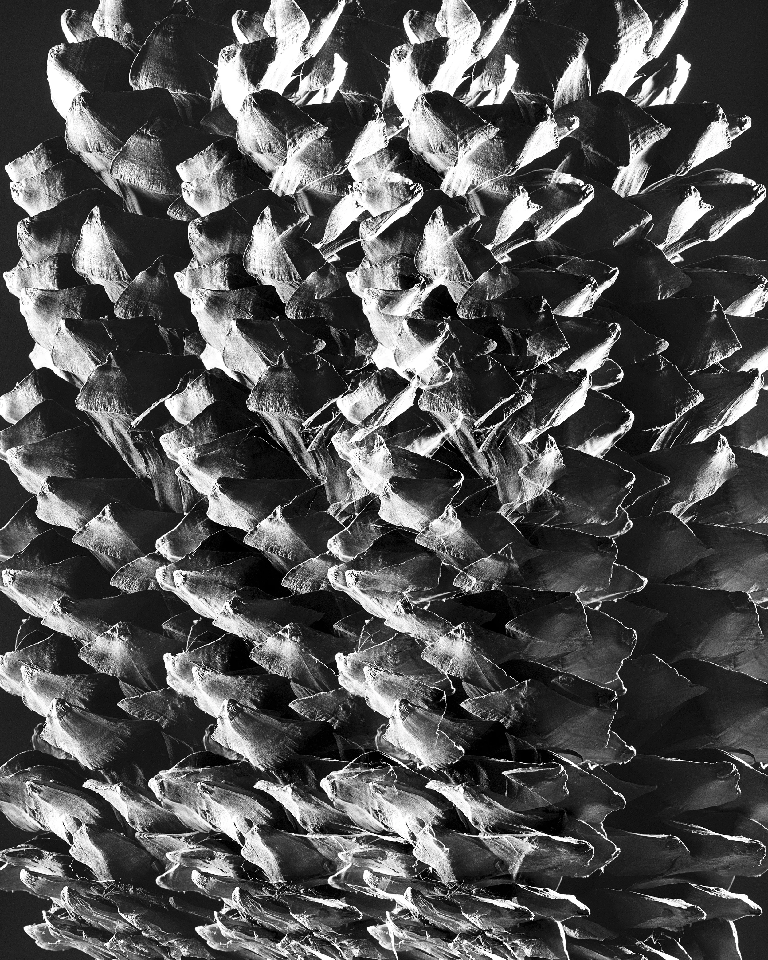 StilLife_044_FLF.jpg
