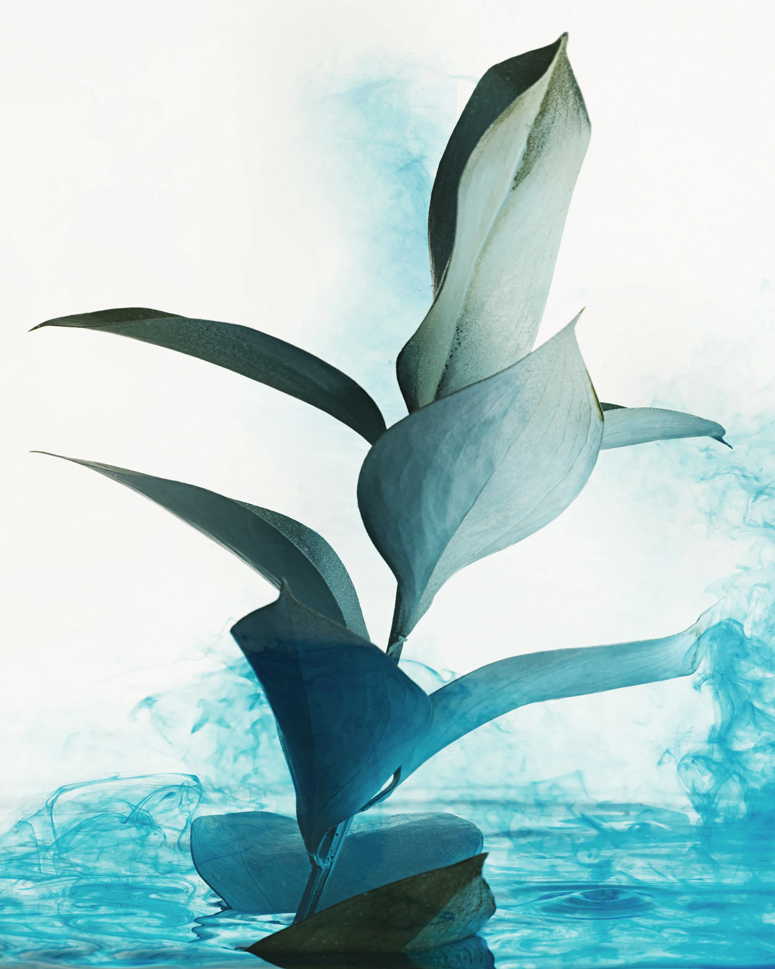 160115_Water_Paint8918_16x20.jpg
