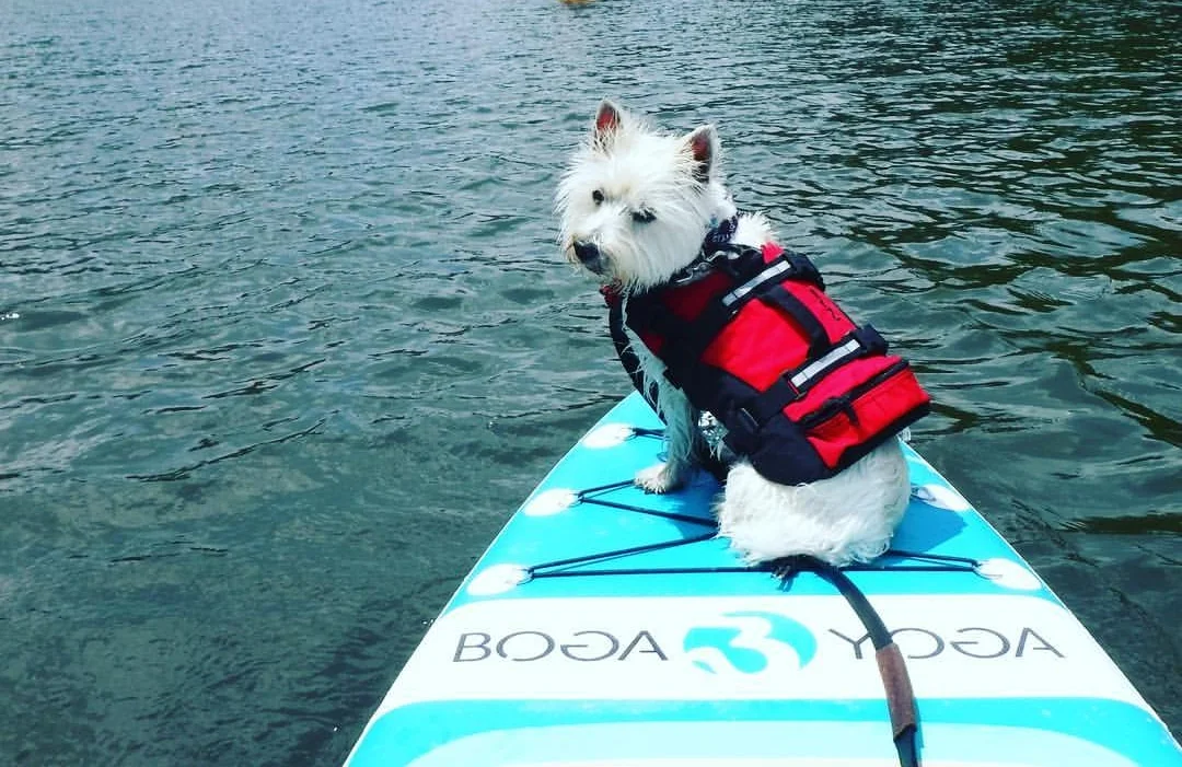 SUP with your Pup Want to get your furry friend out on the water? This program will get your dog comfortable with the equipment, allow them to practice getting on and off a paddle board or includes our staff assisting you onto the water, as well as accompanying you to ensure your experience is safe and fun. We encourage you to bring treats that you know your dog likes – food and or toys. Previous paddle boarding experience required. We offer a very thorough training process designed to reduce anxiety, and prepare both pet and owner a successful experience, and the confidence to do it on their own. Pets are often nervous about this new experience, which in most instances ensures that they sit still. There can be many scenarios for how your dog reacts, including going for a swim! The instructor and launch staff are experienced and will help to respond to whatever happens. Keep and open mind, don't be afraid to get wet and let us help you find a new adventure for your furry friend. Limit one pet per paddleboard. Owners must provide an approved pet PFD.