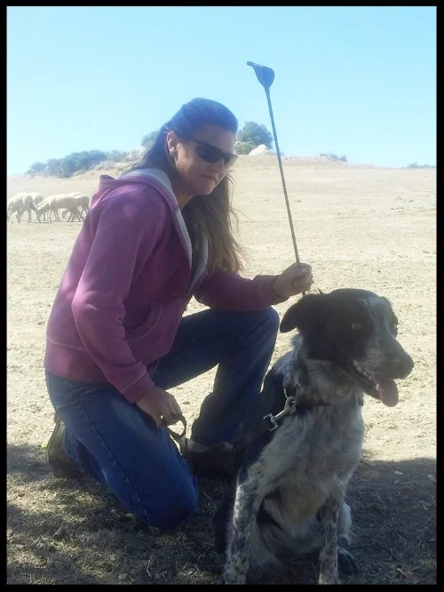 Lessons $50.00 per/dog