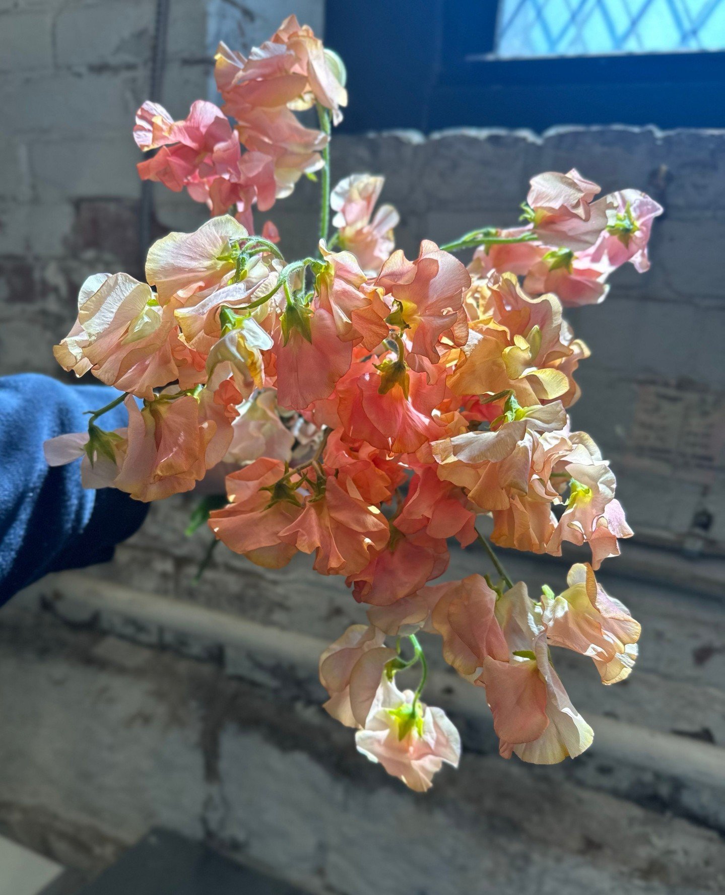 If only you could smell these Sweet Pea from @kelleywholesaleflorist⁠! The studio is already full of Mother's Day flowers and prep-work.⁠
⁠
#sweetpea #sweetpeaflowers #bostonflorist #bloomsofboston #orlykhonfloral #floralmagic #peachsweetpea #mothers