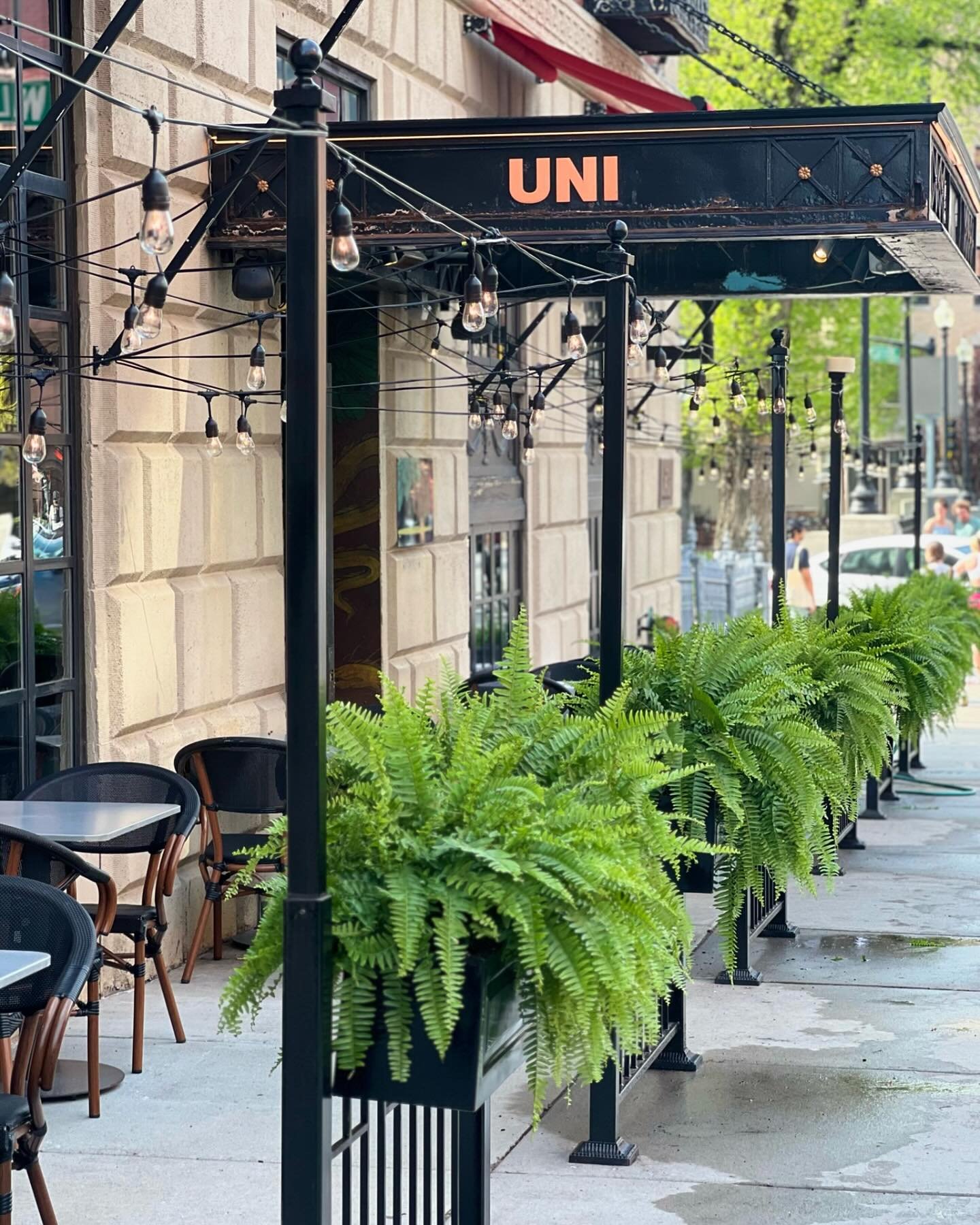 Fresh and lush Boston ferns for @uni_boston! These beauties are always such a perfect addition to any outdoor space! 

#uniboston #theeliothotel #orlykhonfloral #okfdesigns #outdoorplanting #plantstyling #outdoorplantstyling #bostonfern