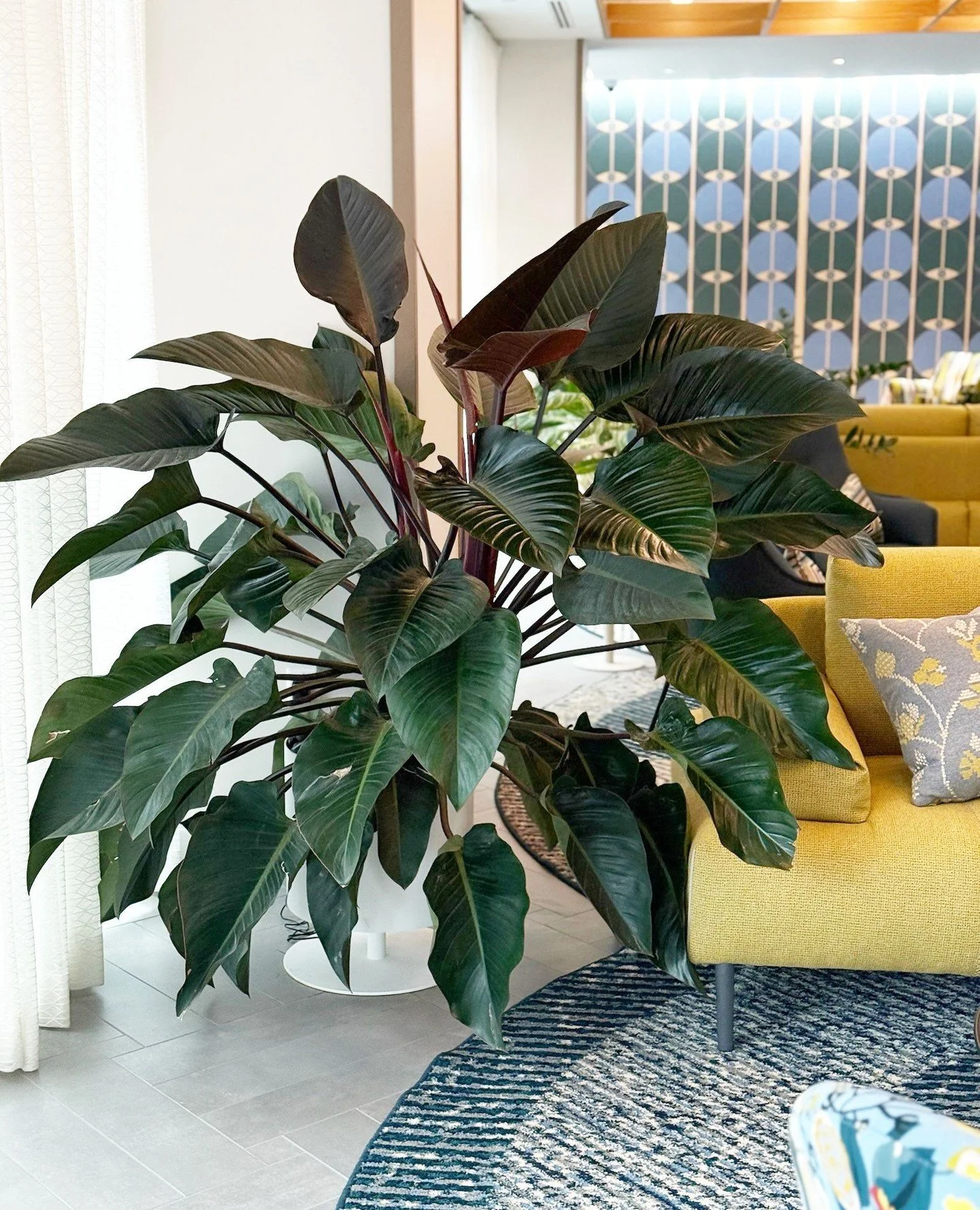 VA VA VOOM -  this is one happy plant 😍⁠
⁠
#okfdesigns #orlykhonfloral #plantdesign #plantstyle #plantstyling #plantstylist #myplantaesthetic #plantsmakepeoplehappy #plantaesthetic #plantgang #houseplantsofig #houseplantsofinsta #houseplantsofinstag