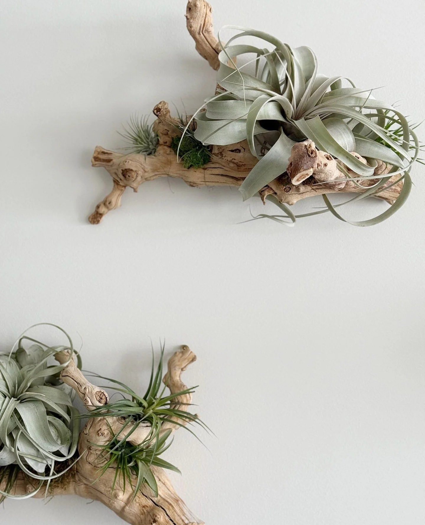 The art of negative space - to create visual breathing room, maintain balance, and guide the viewer's eye. ⁠
⁠
This installation combines warmth, texture, and negative space to create a beautifully dynamic piece of art. ⁠
⁠
#okfdesigns #orlykhonflora