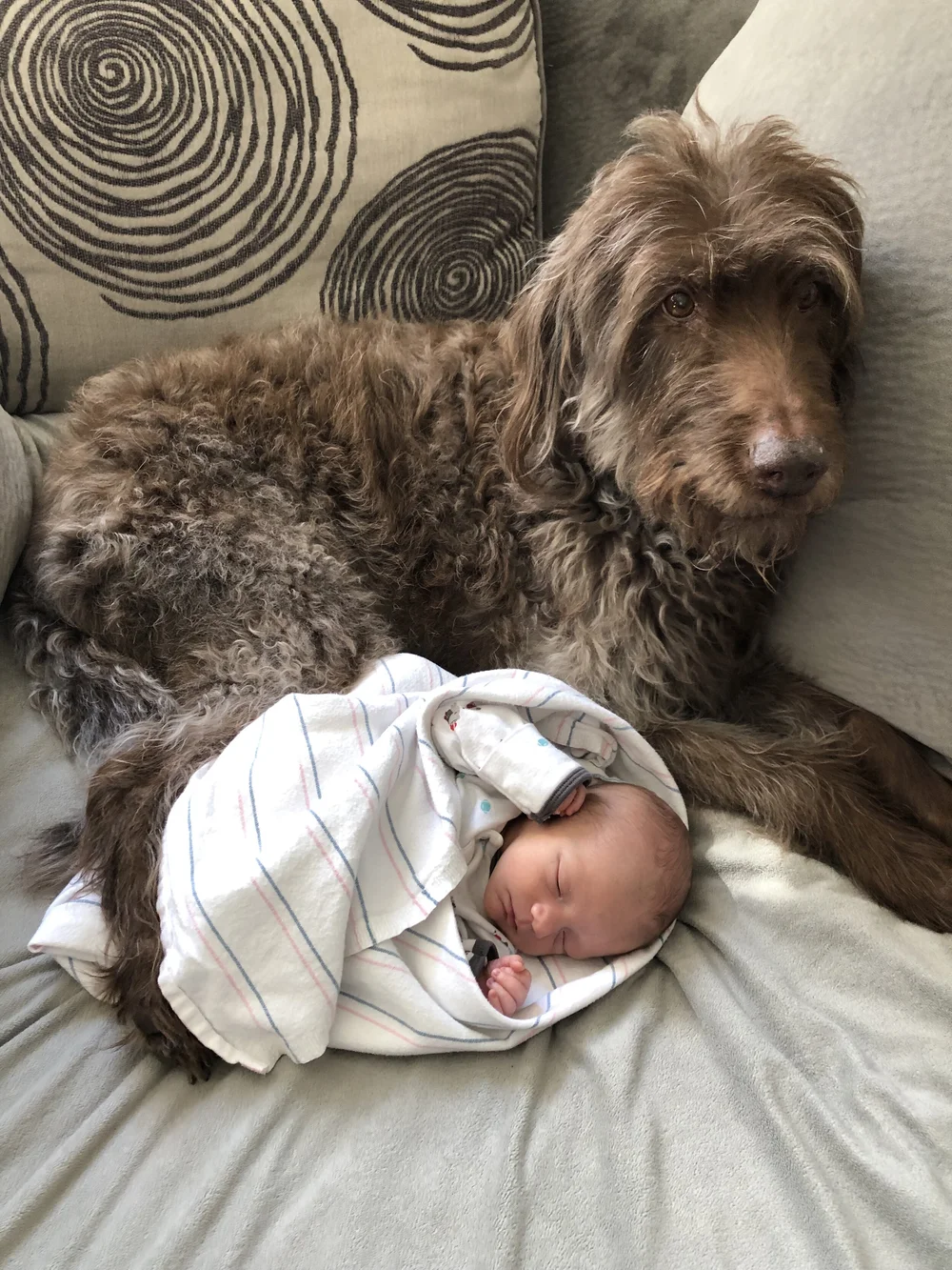 Are Labradoodles Good With Kids
