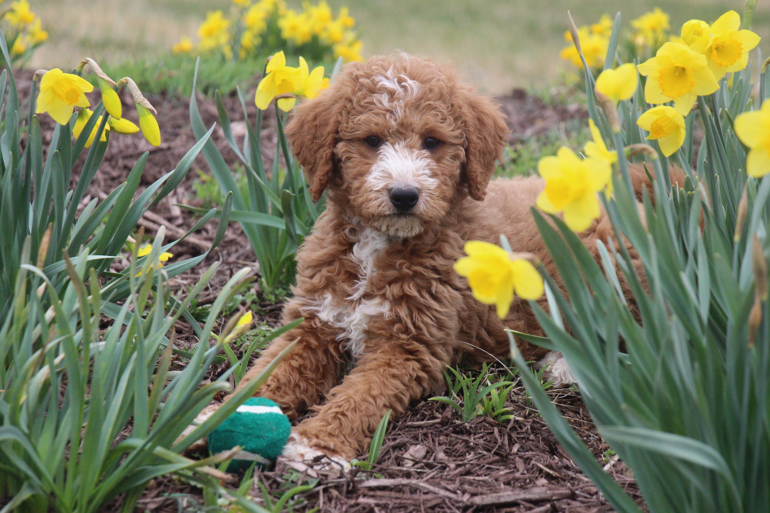 Mini and Standard Labradoodles for Sale Gleneden Labradoodles