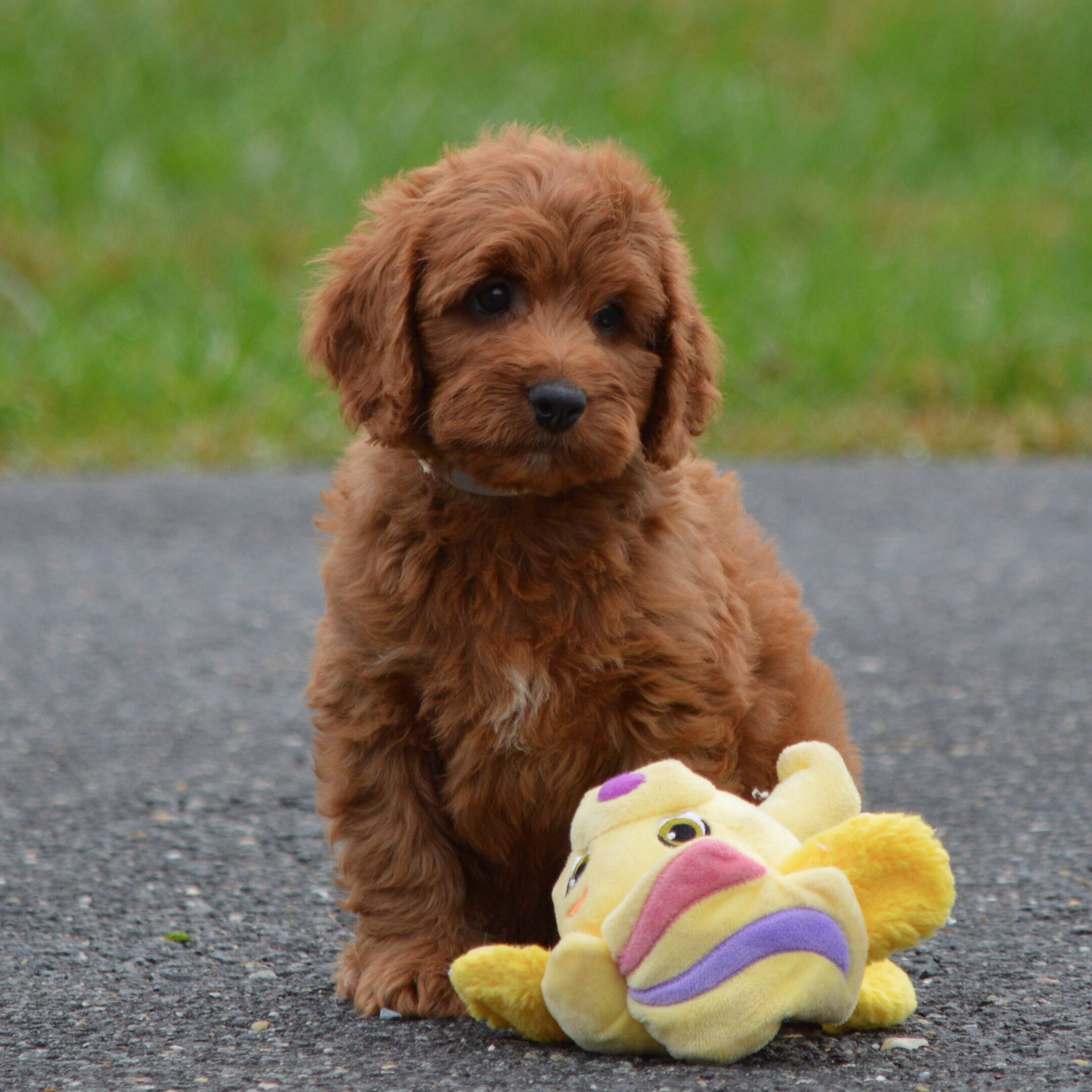 Mini Standard Red Labradoodle Puppies
