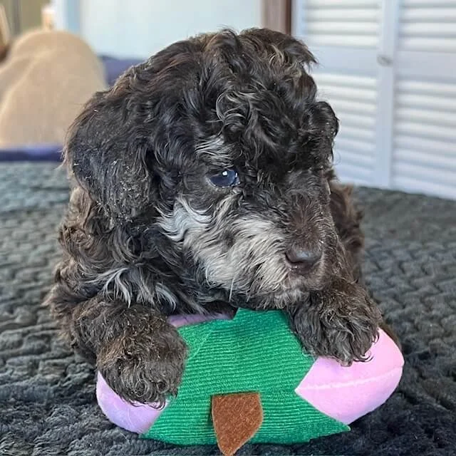 Labradoodle & Hypoallergenic Puppies for Sale Gleneden Labradoodles