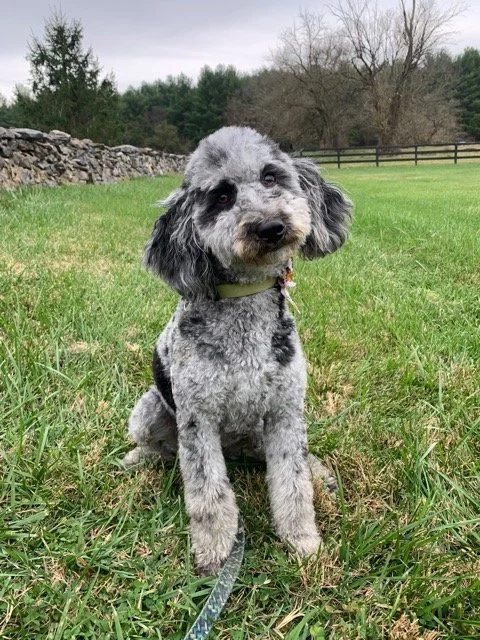 Fairlee- Available 2026 (Female)