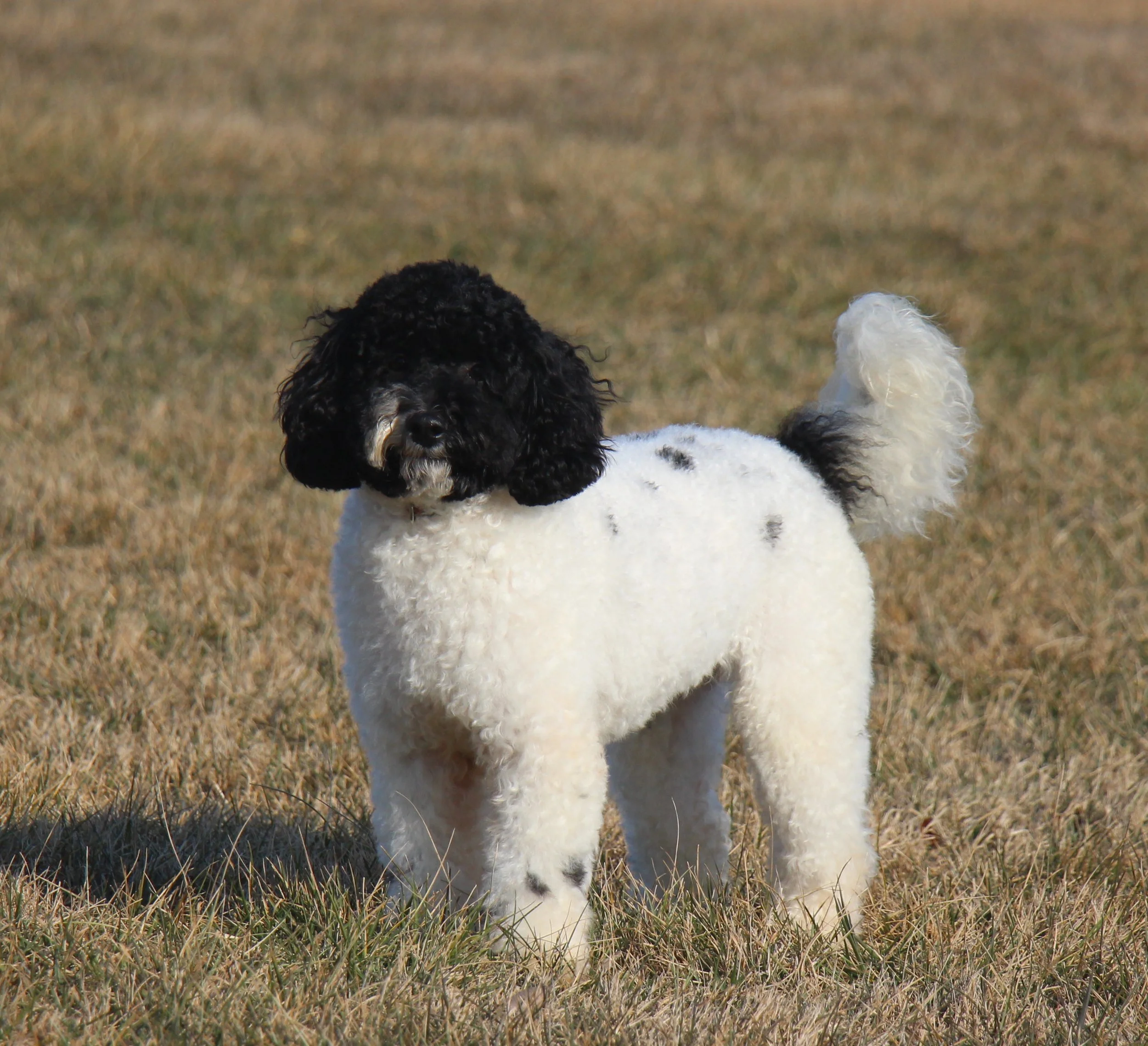 Ryder- Available Now (Male)