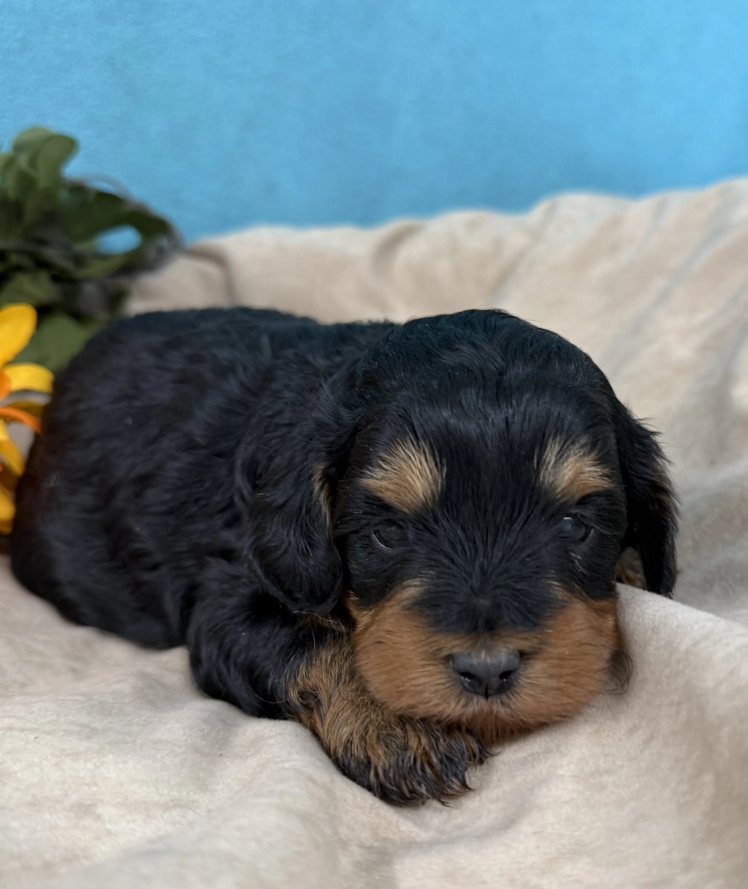 Medium Black/Tan Female 