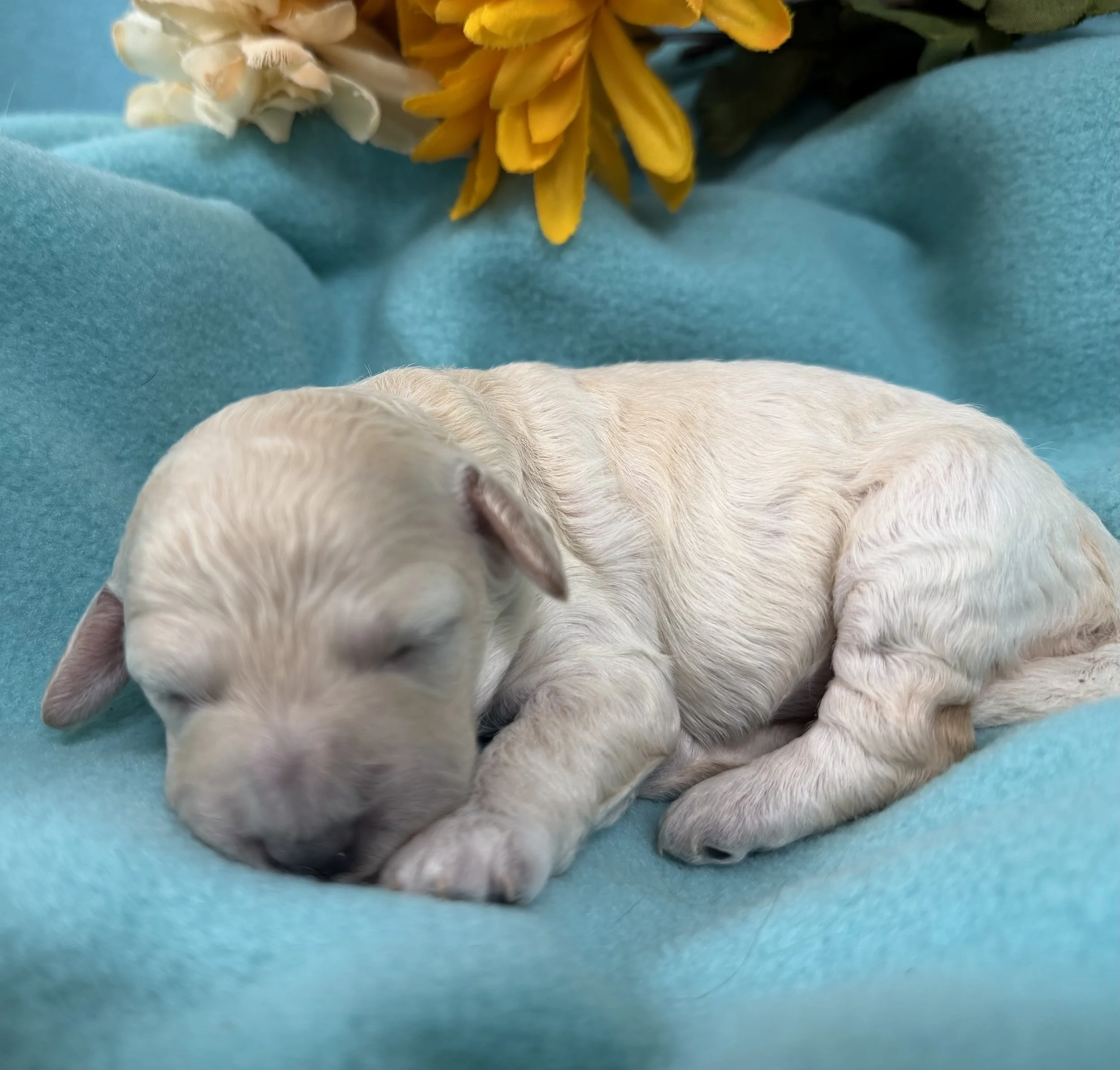 Mini Carmelo Female Ready 11/25