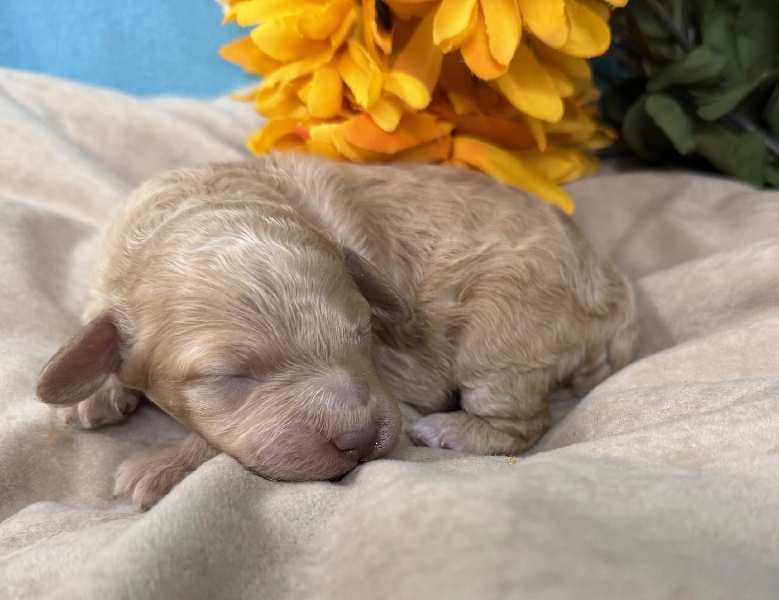 Mini Palomino Male Ready 11/25