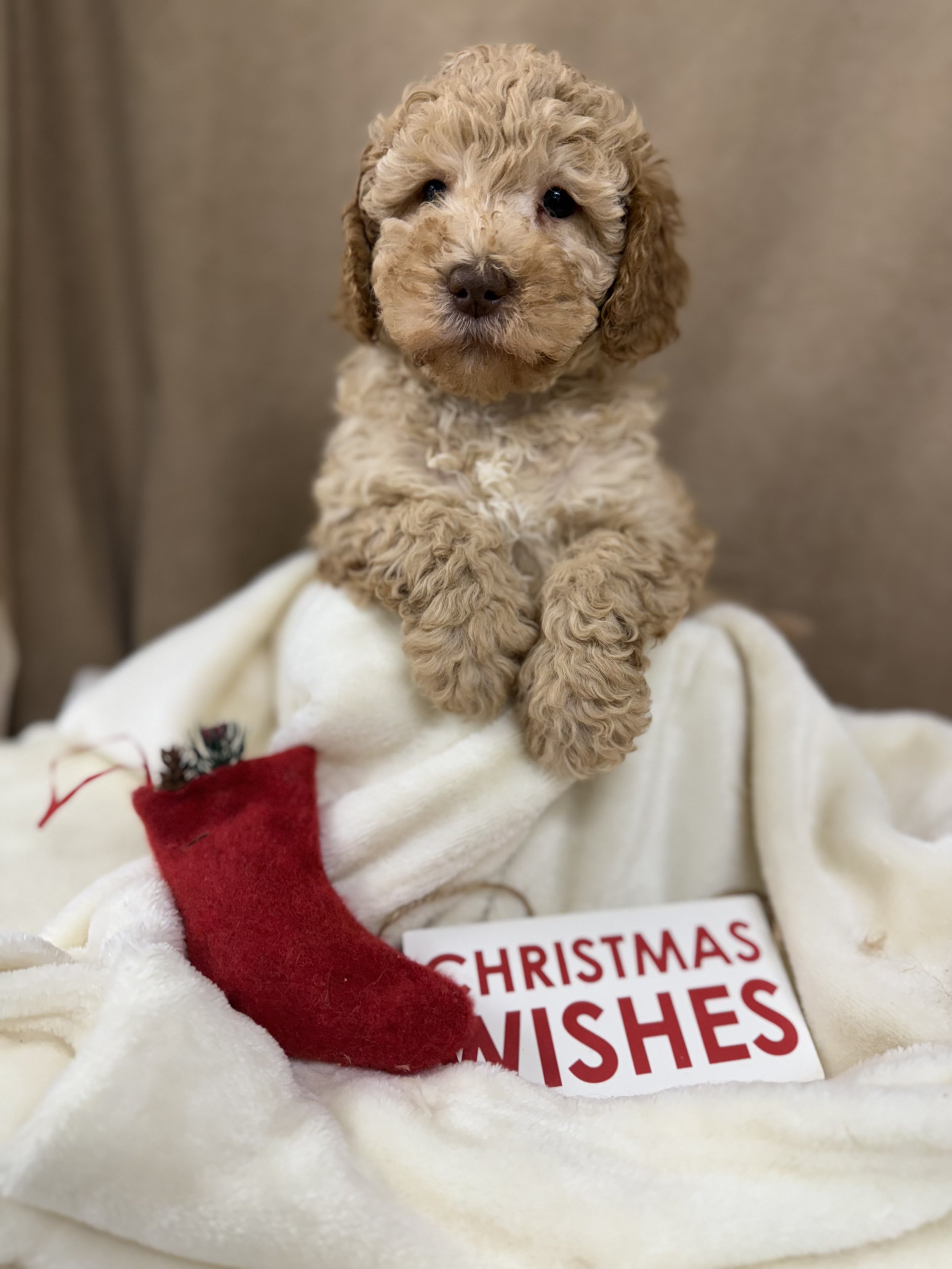 Blonde Mini Male Ready 12/10 (Gold Collar)