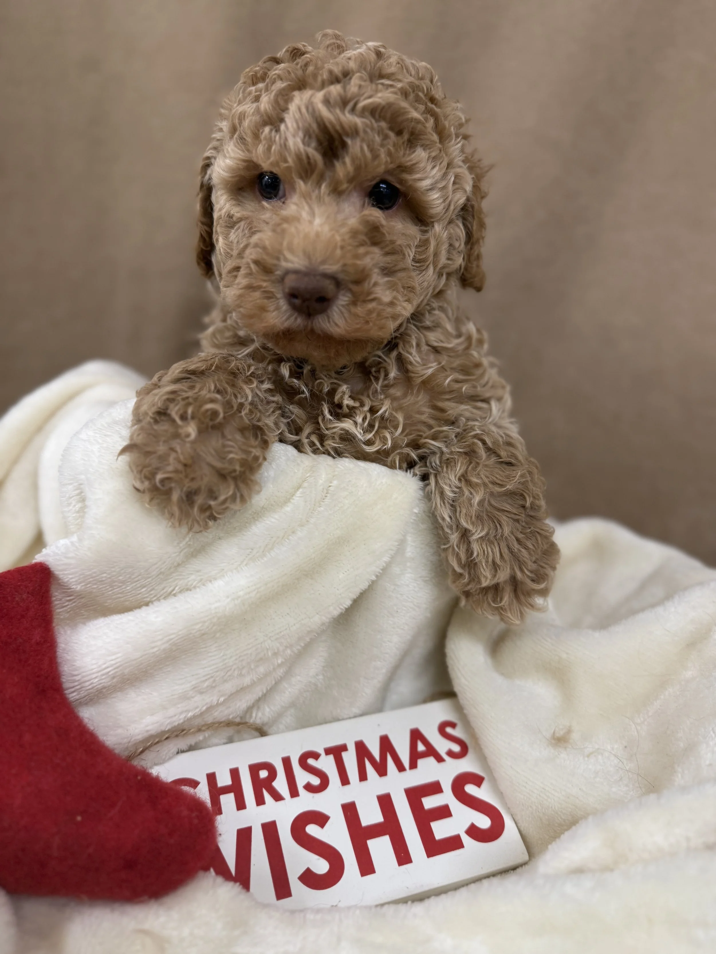 Blonde Mini Male Ready 12/10 (Green Collar)