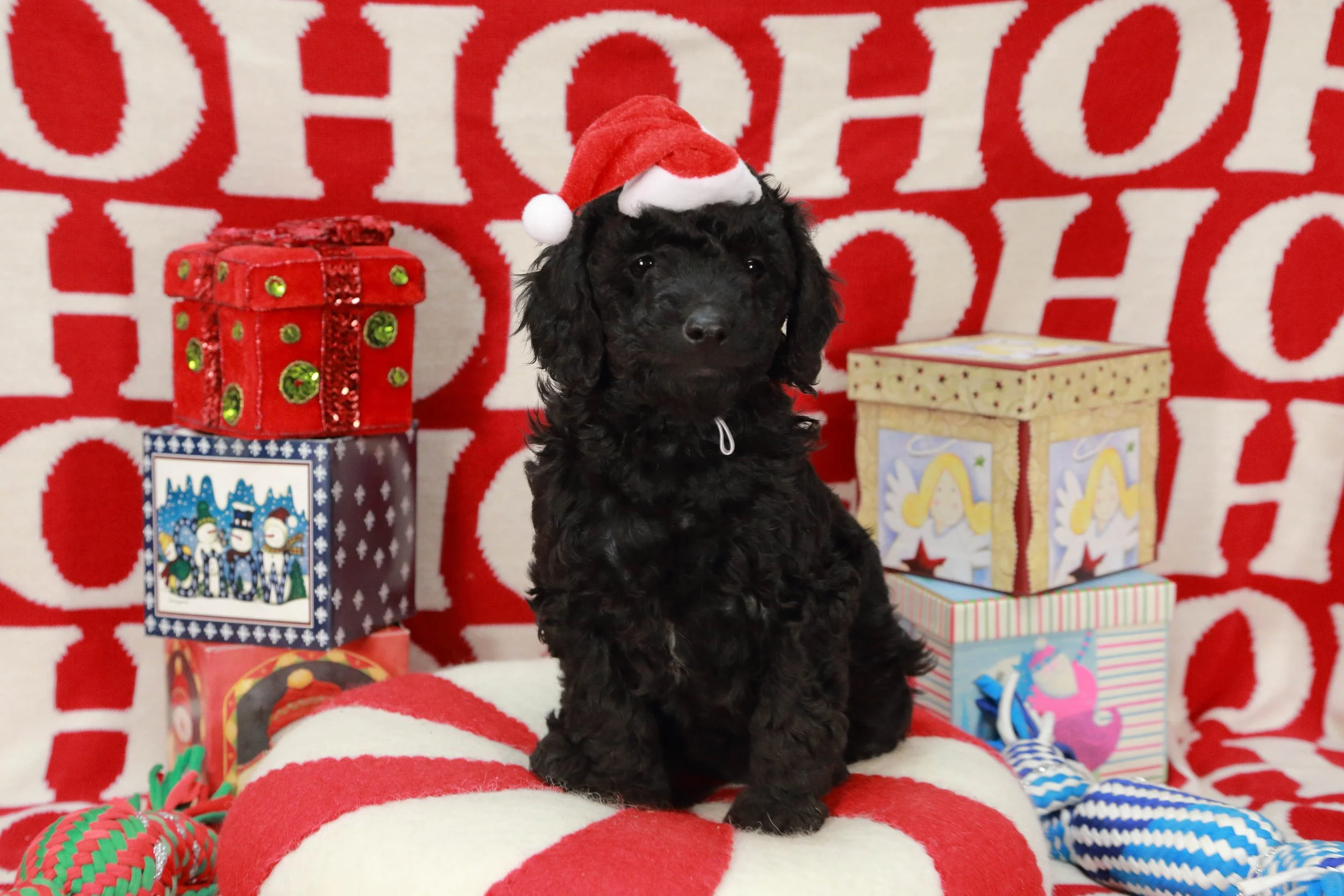 Mini/Medium Black Female Ready 12/17