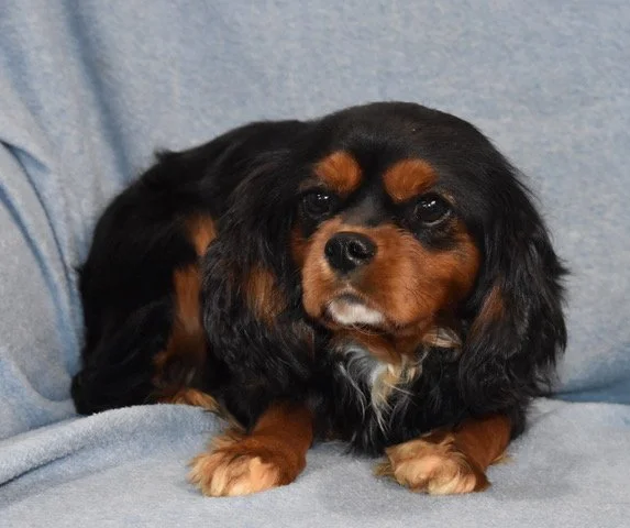 Ernie- AKC Cavalier King Charles 