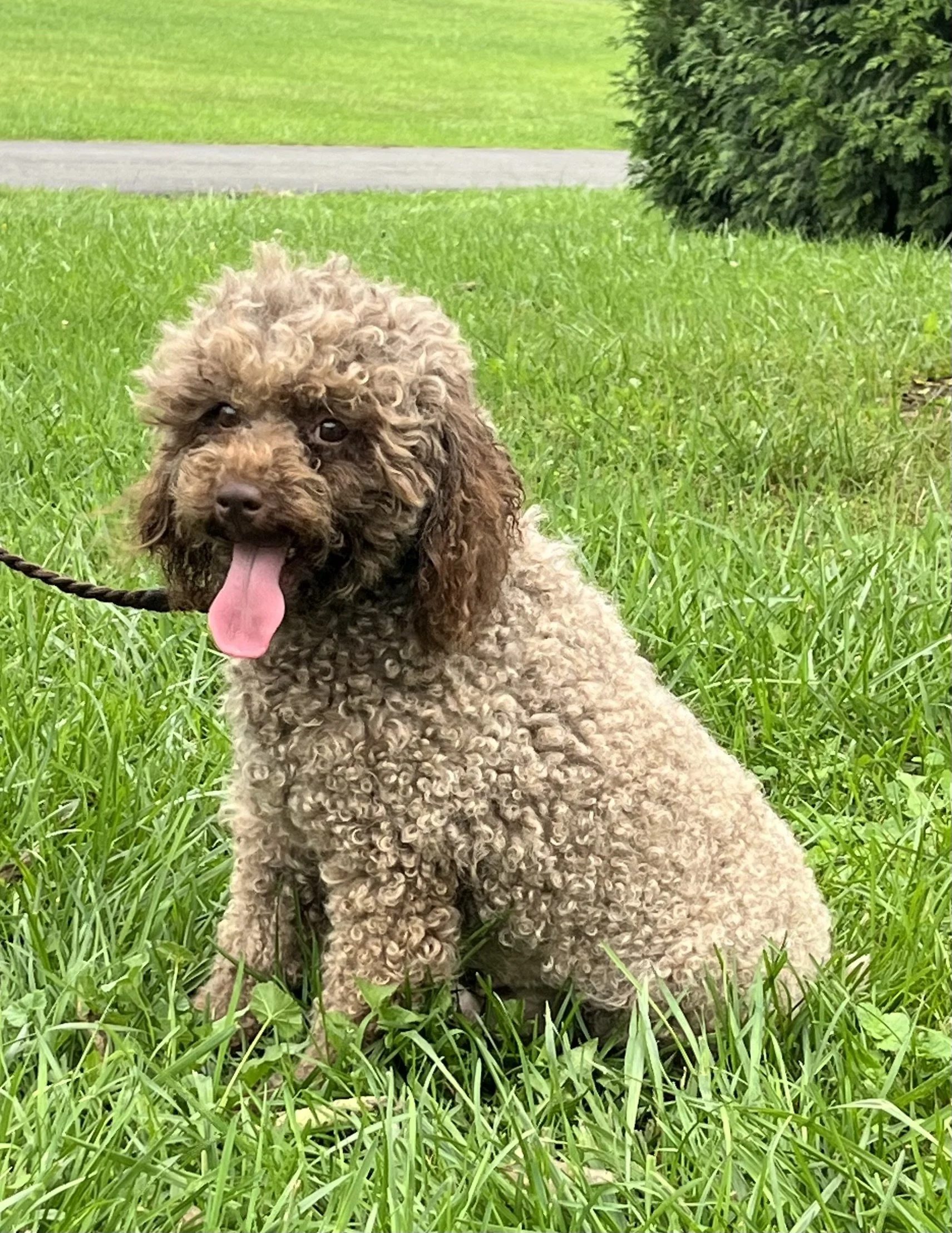 Angie- 4 year old Mini Labradoodle- Available Now!  (Female)