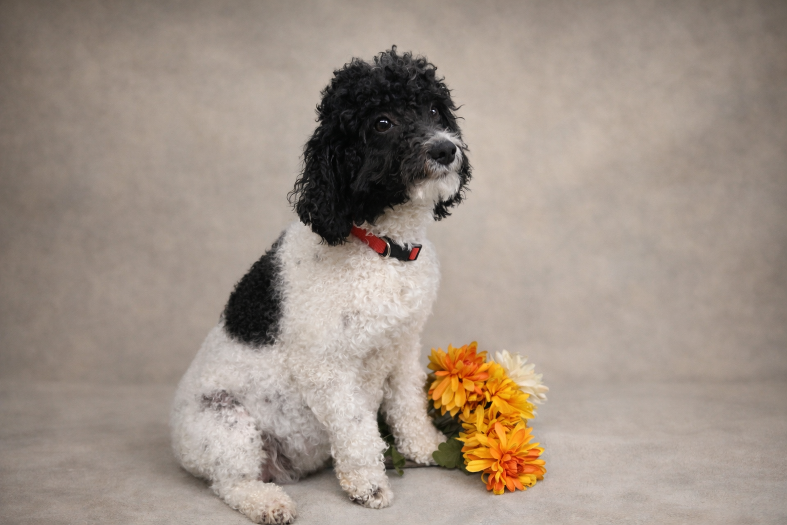 Blossom (Mother)- Mini Labradoodle