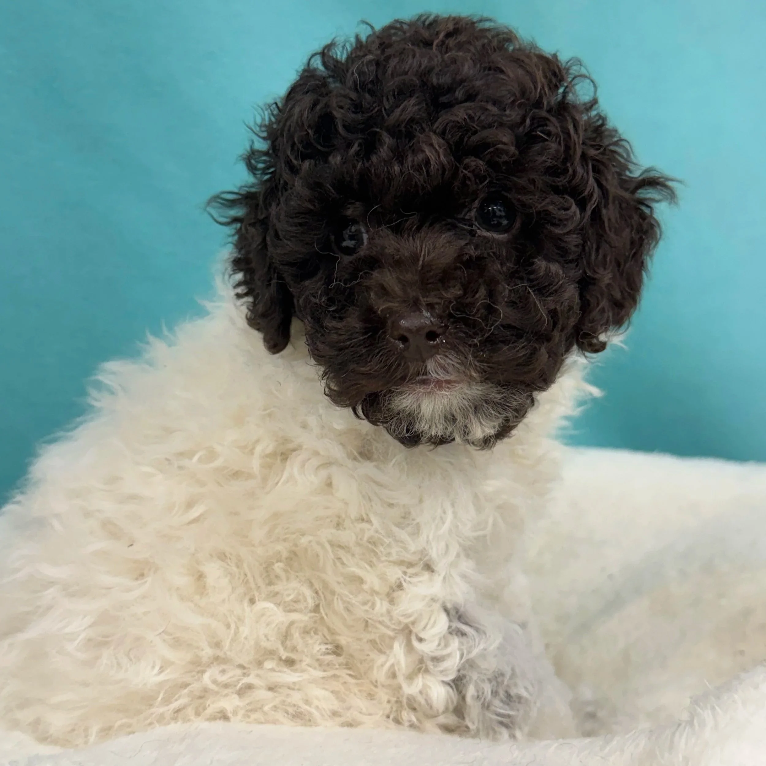 Smaller- Choc Parti Mini Male 