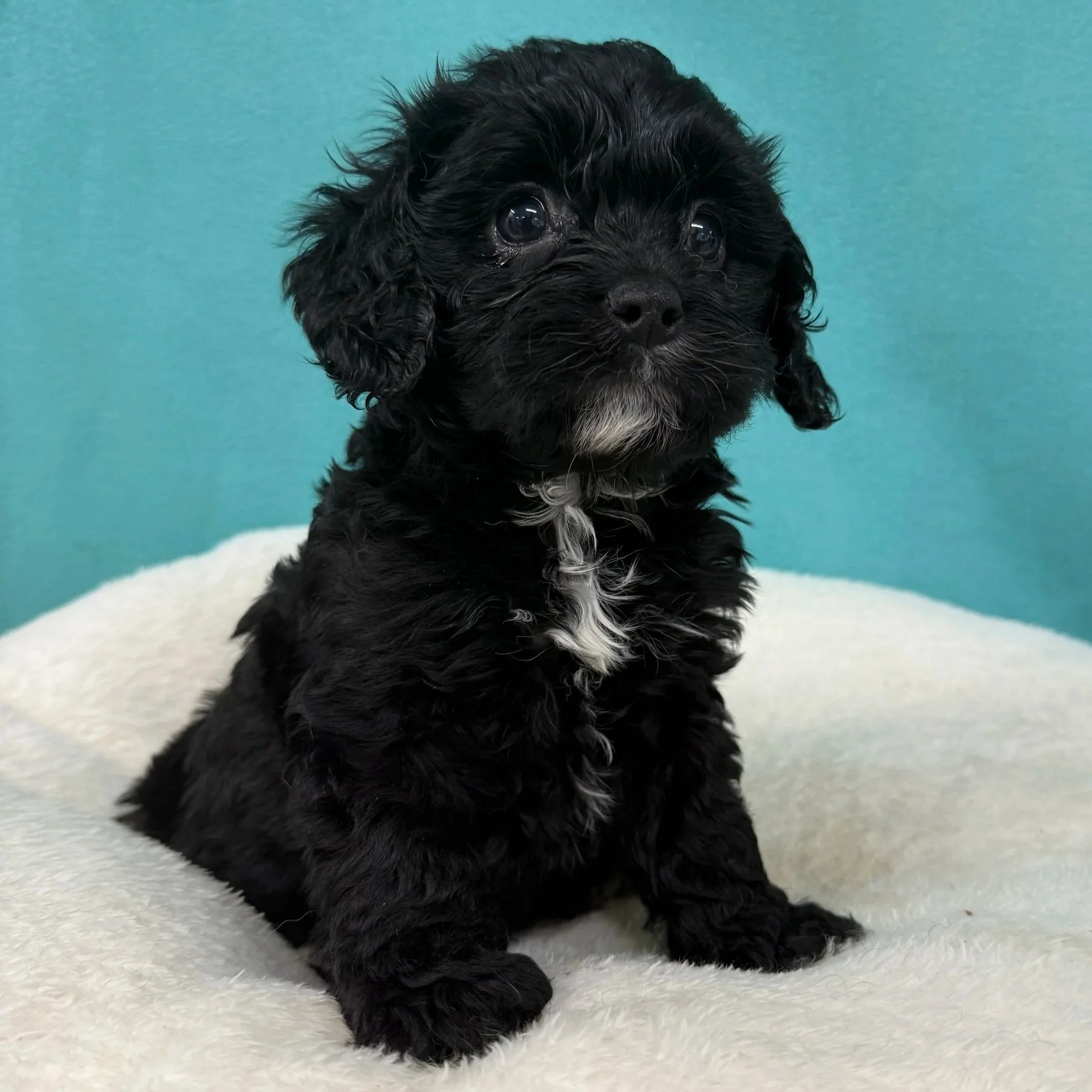 Black and White-Male 