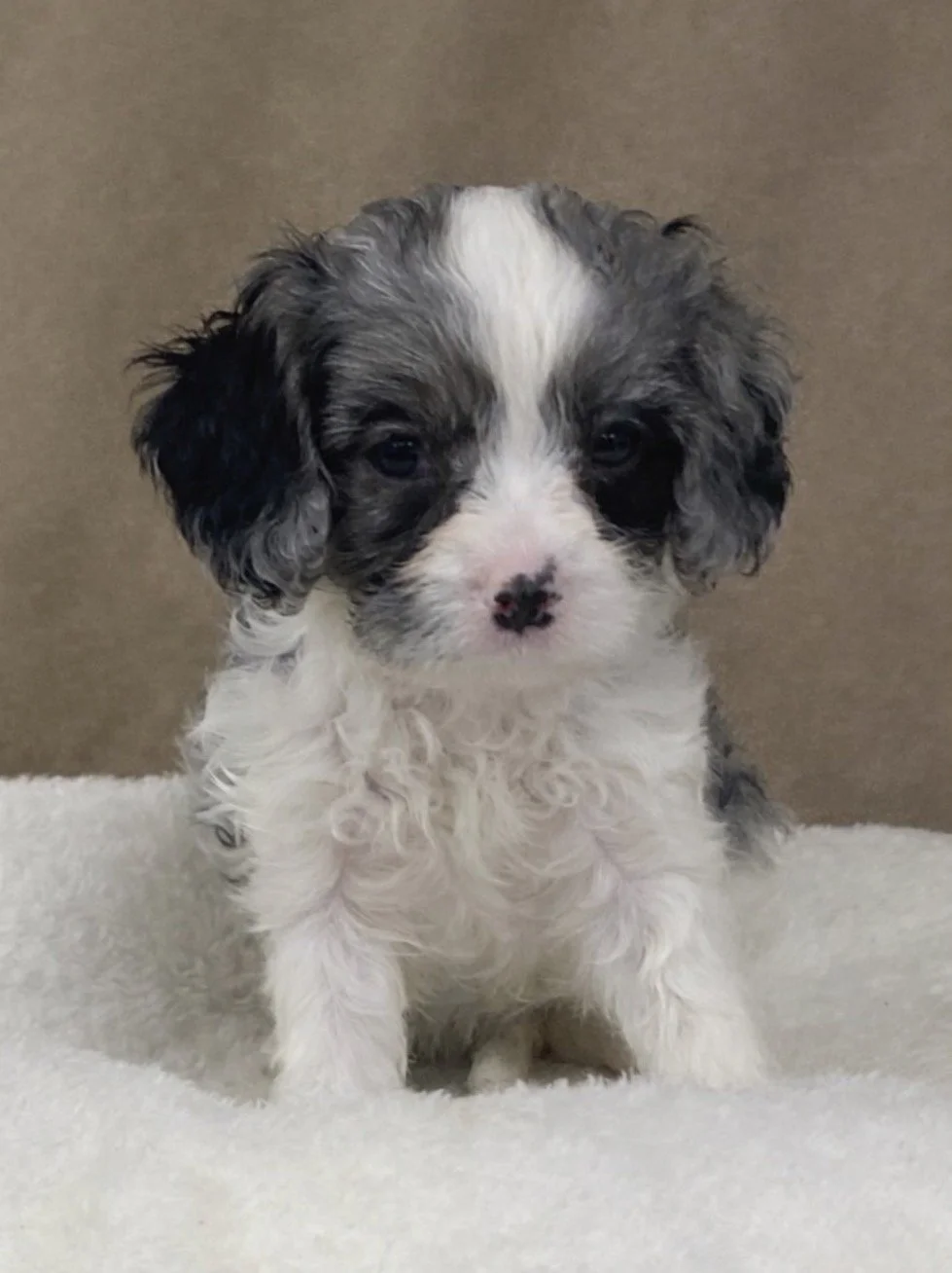 Blue Merle Parti - Female 