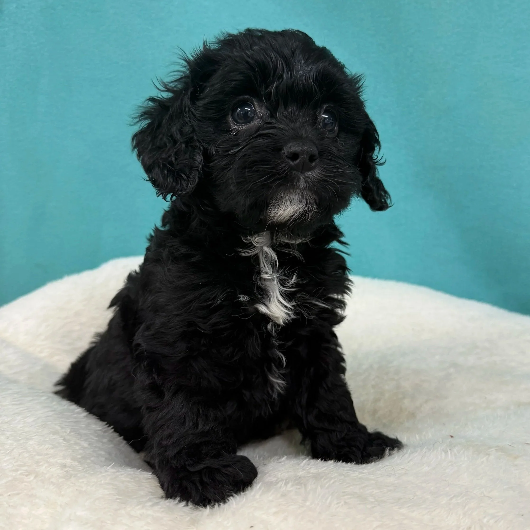 Black and White- Male 