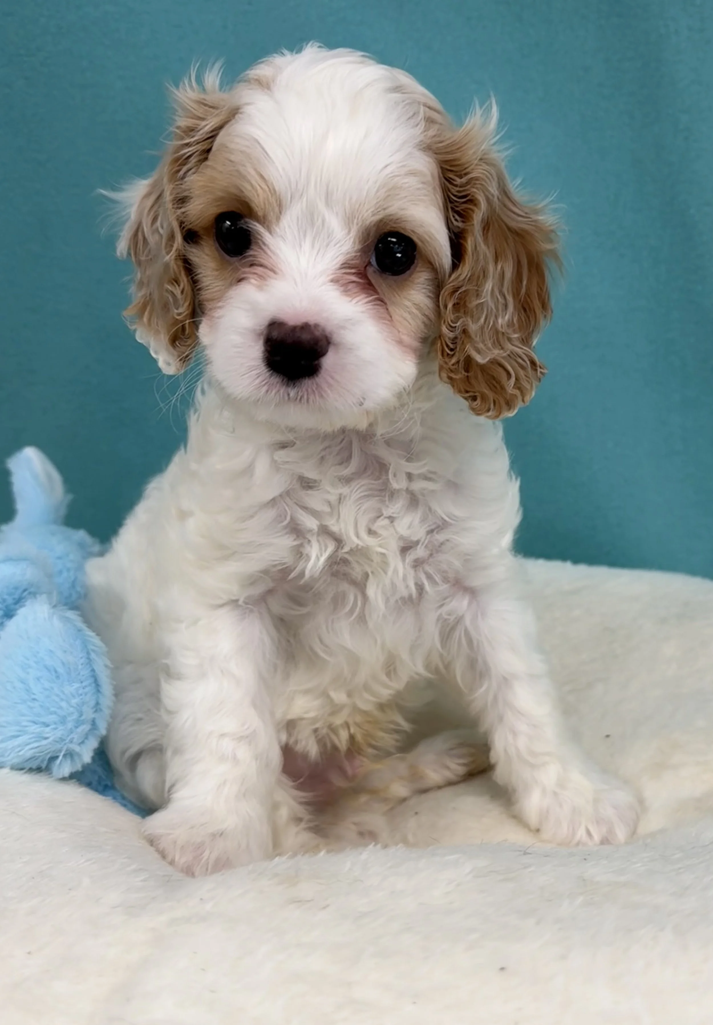 White/Champagne Parti- Male