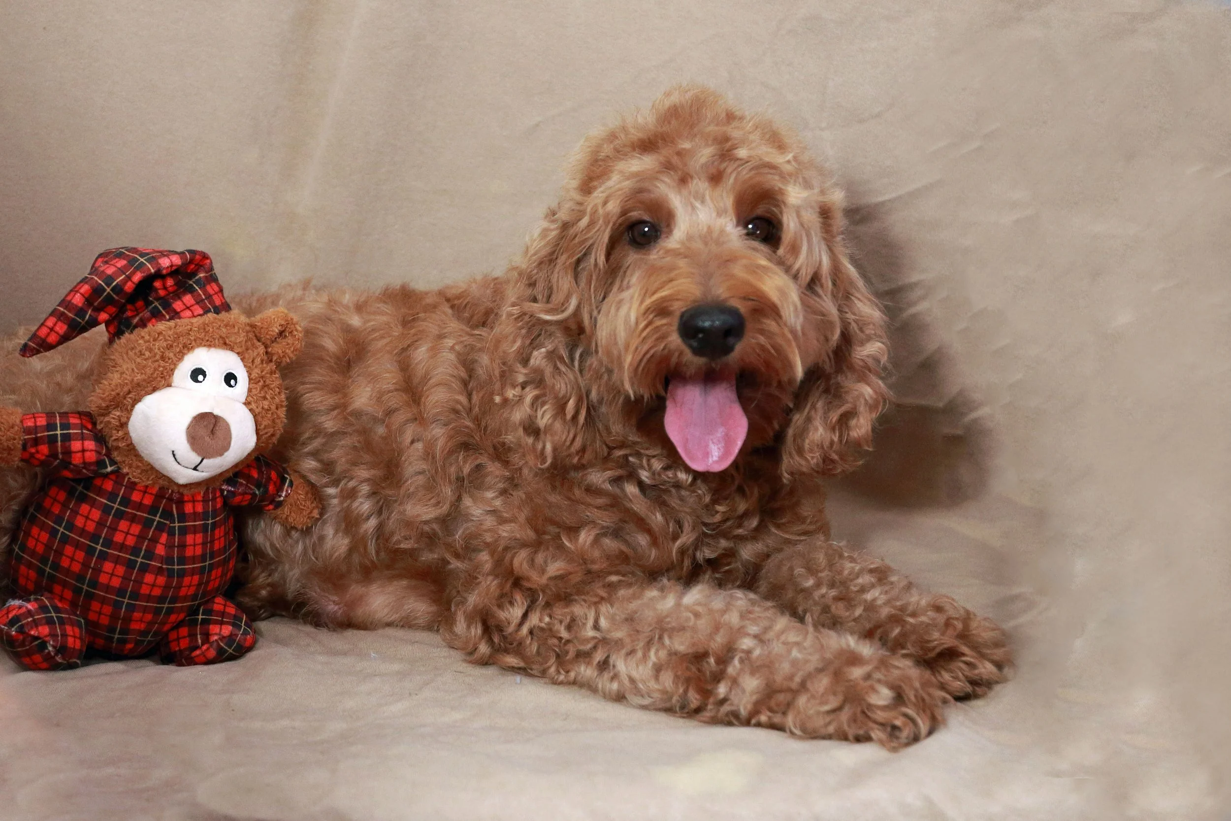 Joleen (Mother)- Labradoodle 