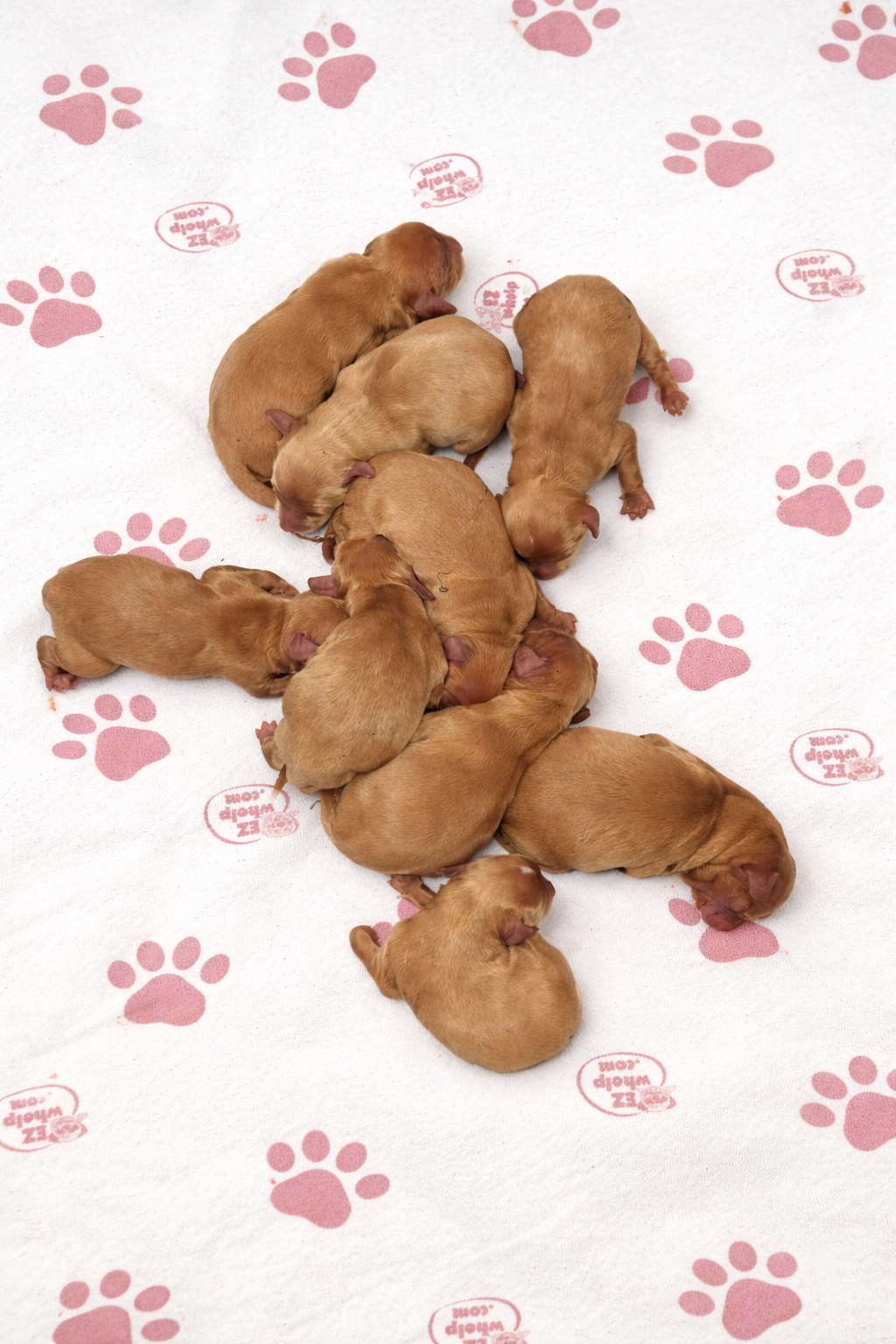 9 Healthy Pups!