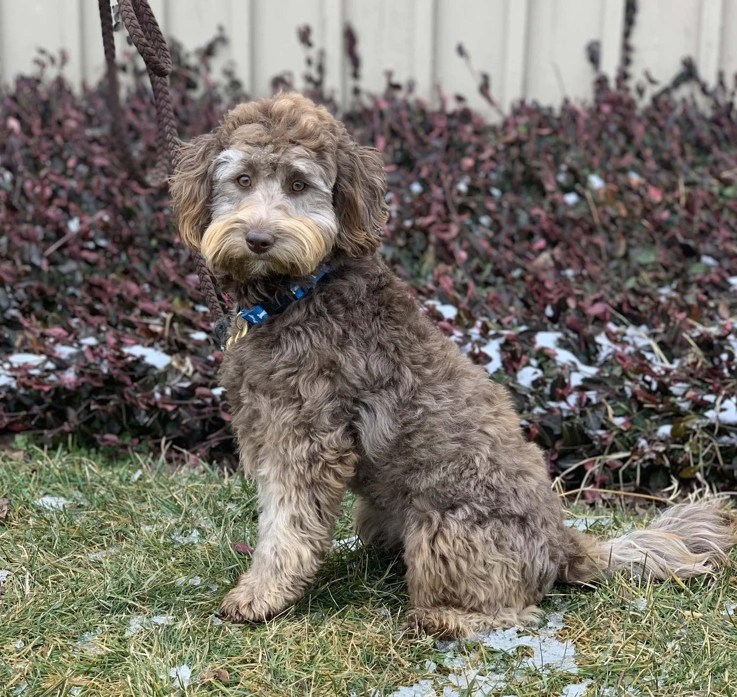Cecelia (Mother)- Labradoodle