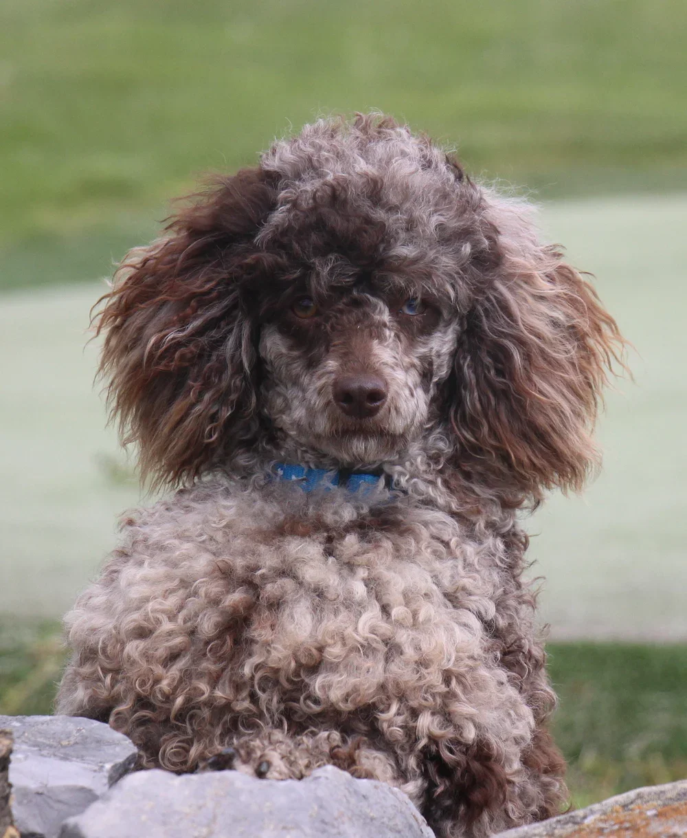 Corduroy (Father)- Mini AKC Poddle