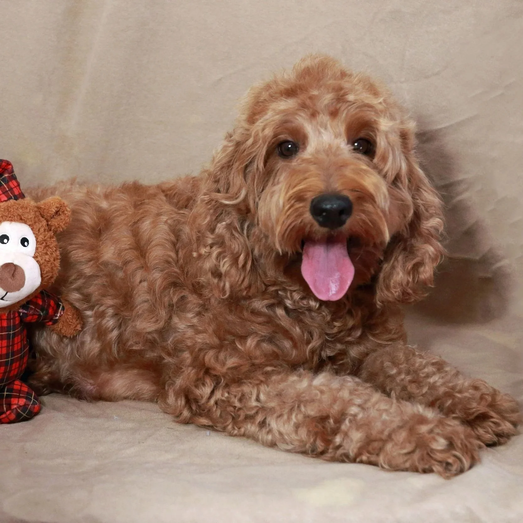 Jolene (Mother)- Mini Labradoodle