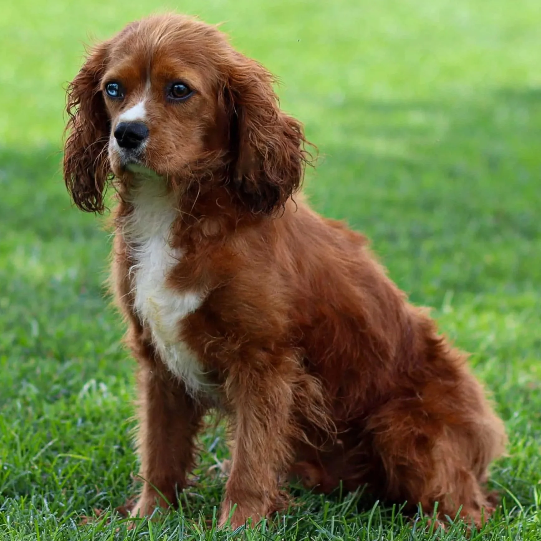 Rudy (Father)- AKC Cavalier King Charles