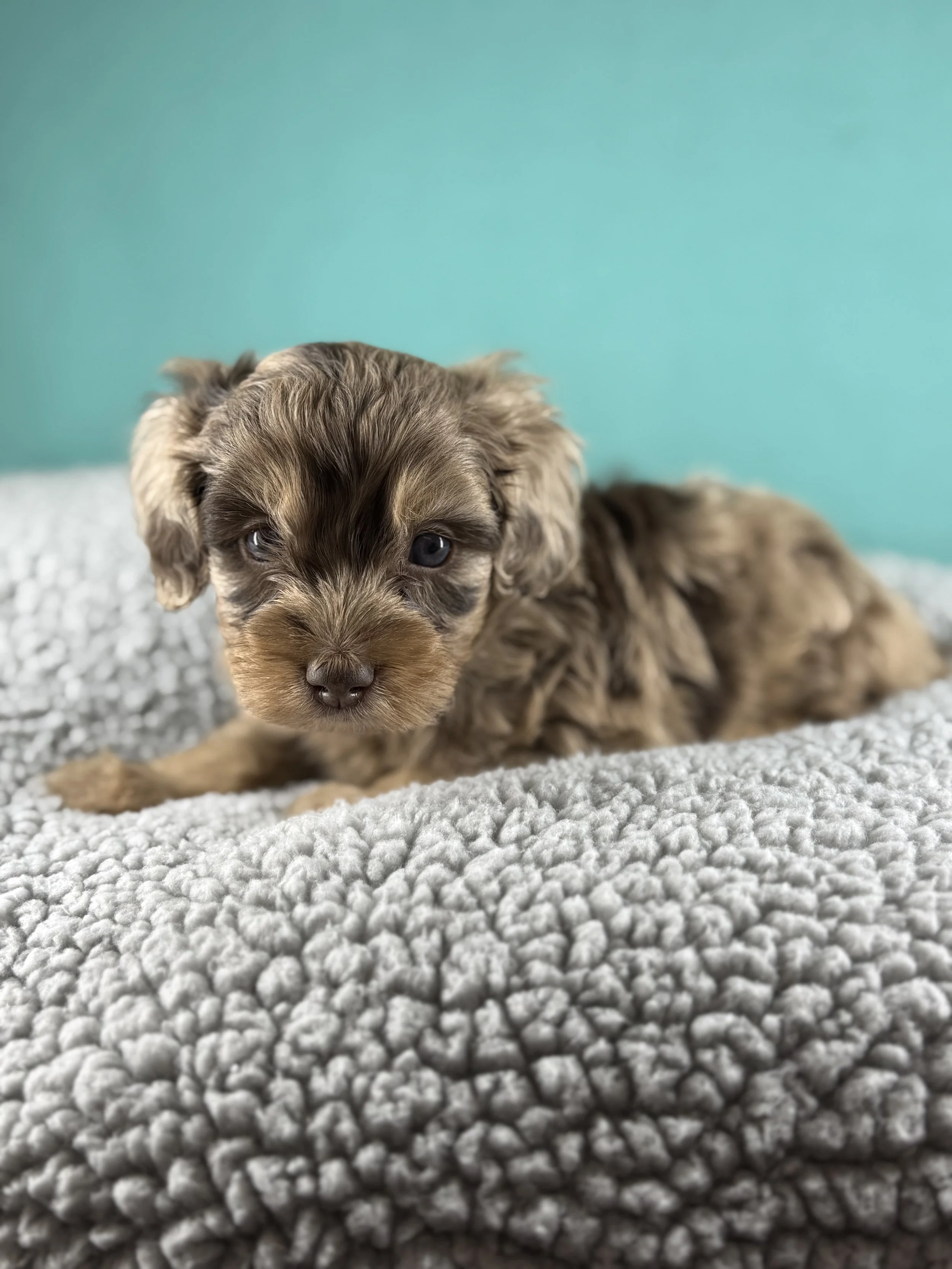 Milk Chocolate Merle- Mini Male 
