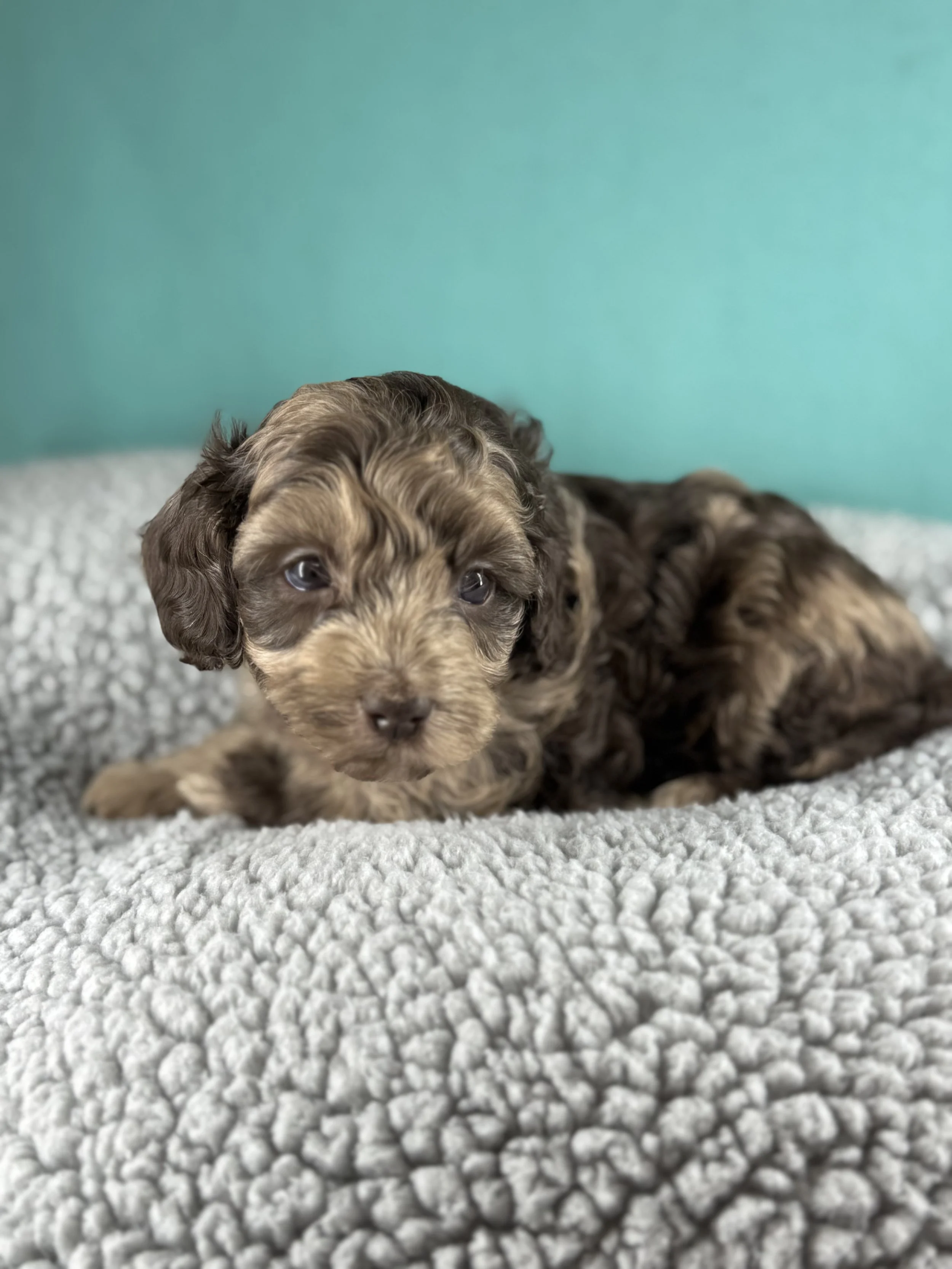 Dark Chocolate Merle- Mini Male 