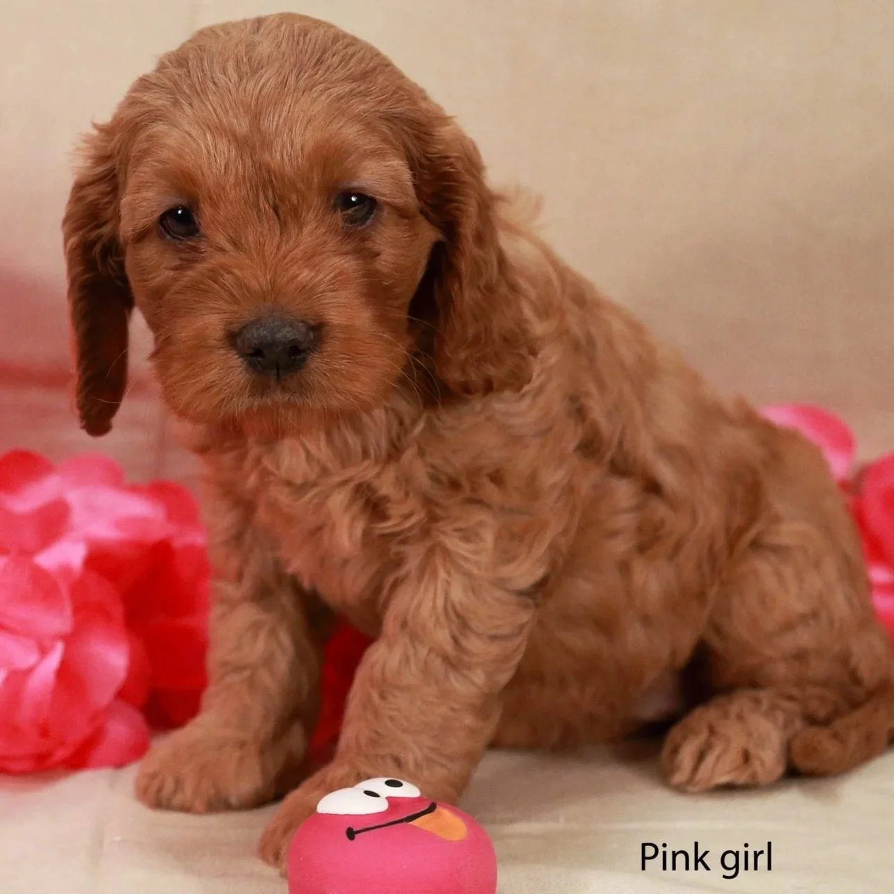 Pink Female 