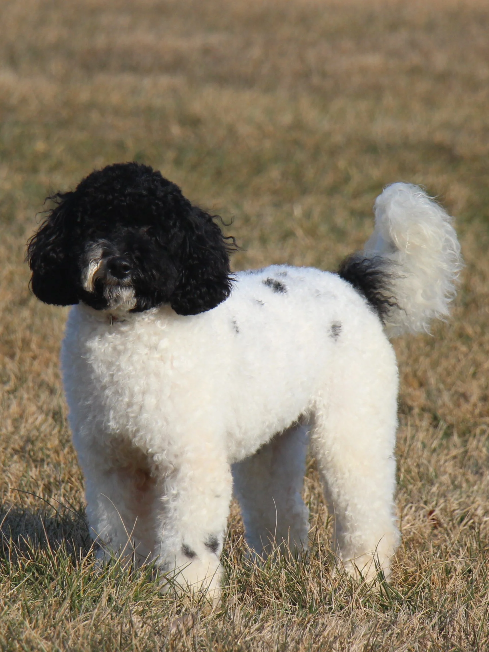 Ryder (Father)- Mini Labradoodle