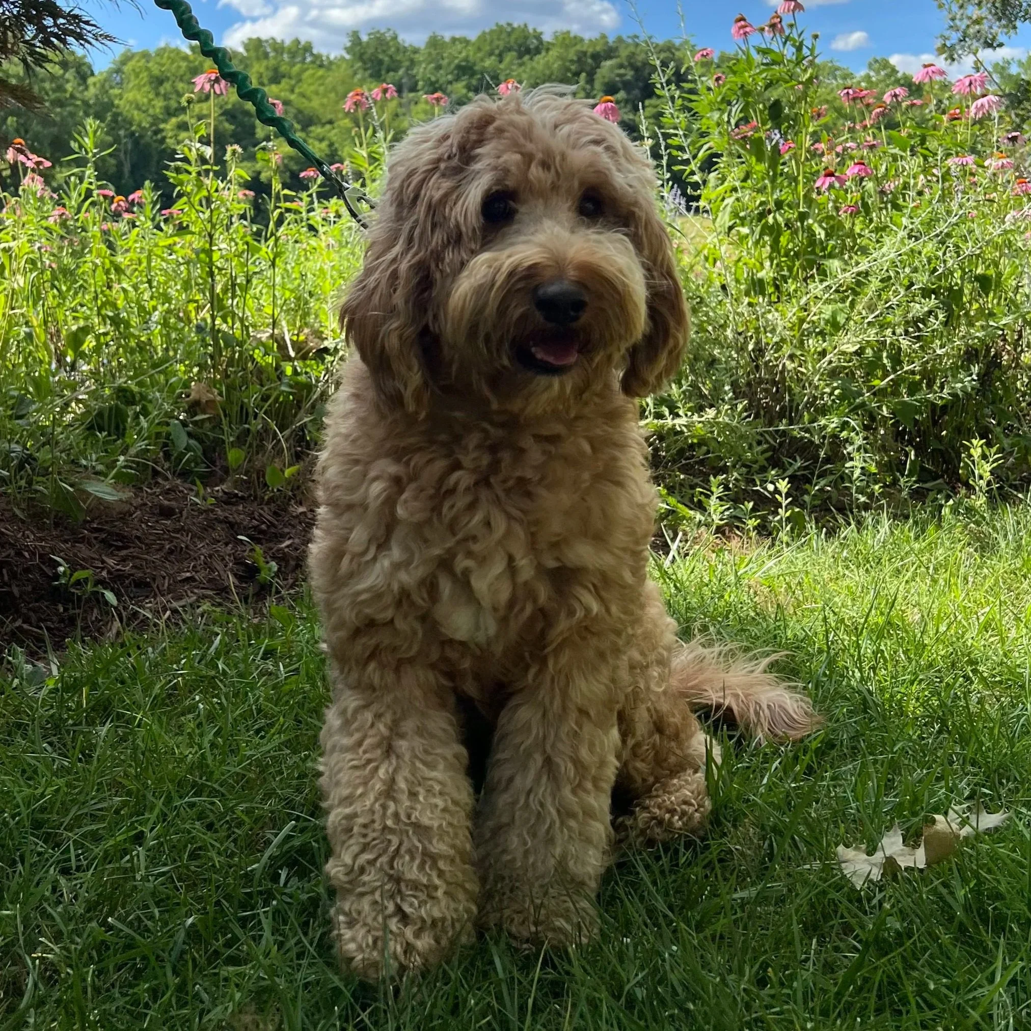 Forrest- Standard Labradoodle