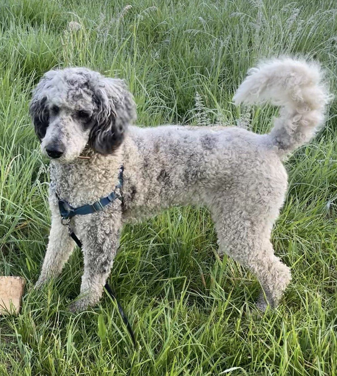 Tinsel (Mother)- Standard Poodle