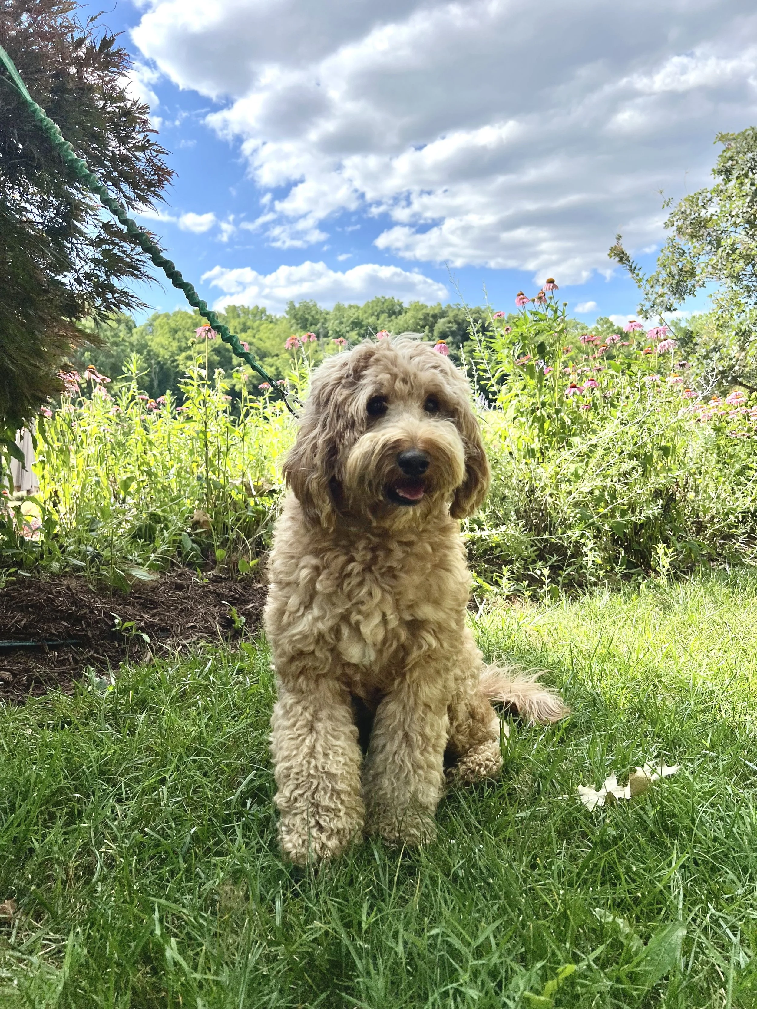 Forrest (Father)- Standard Labradoodle 