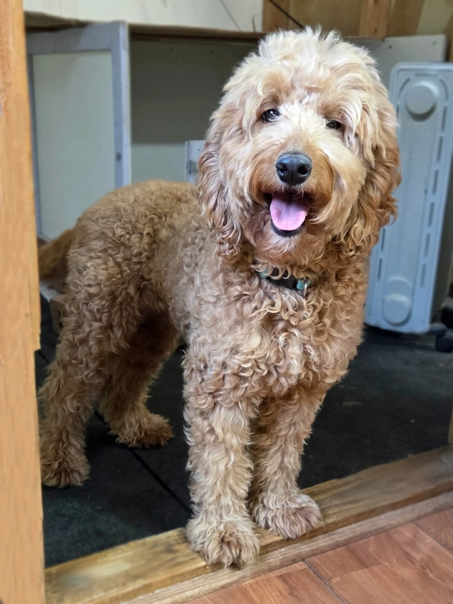 Caroline (Mother): Mini/Medium Labradoodle