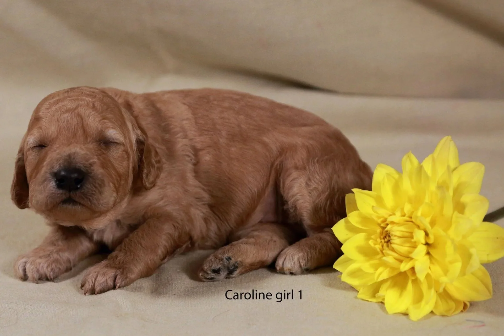 x1+caroline+girl+1+born+051526+%281%29.jpg